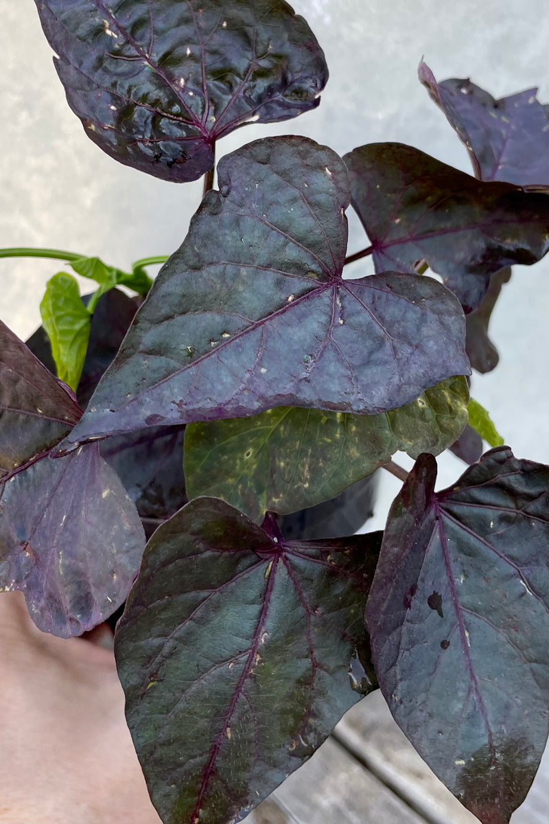 Sweet potato vine 'Ace of Spades" up close showing the heart shaped green and dark purple leaves