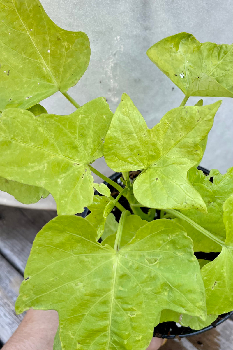 Ipomoea 'Marguerite' sweet potato vine shown from above with its bright yellow green leaves. 