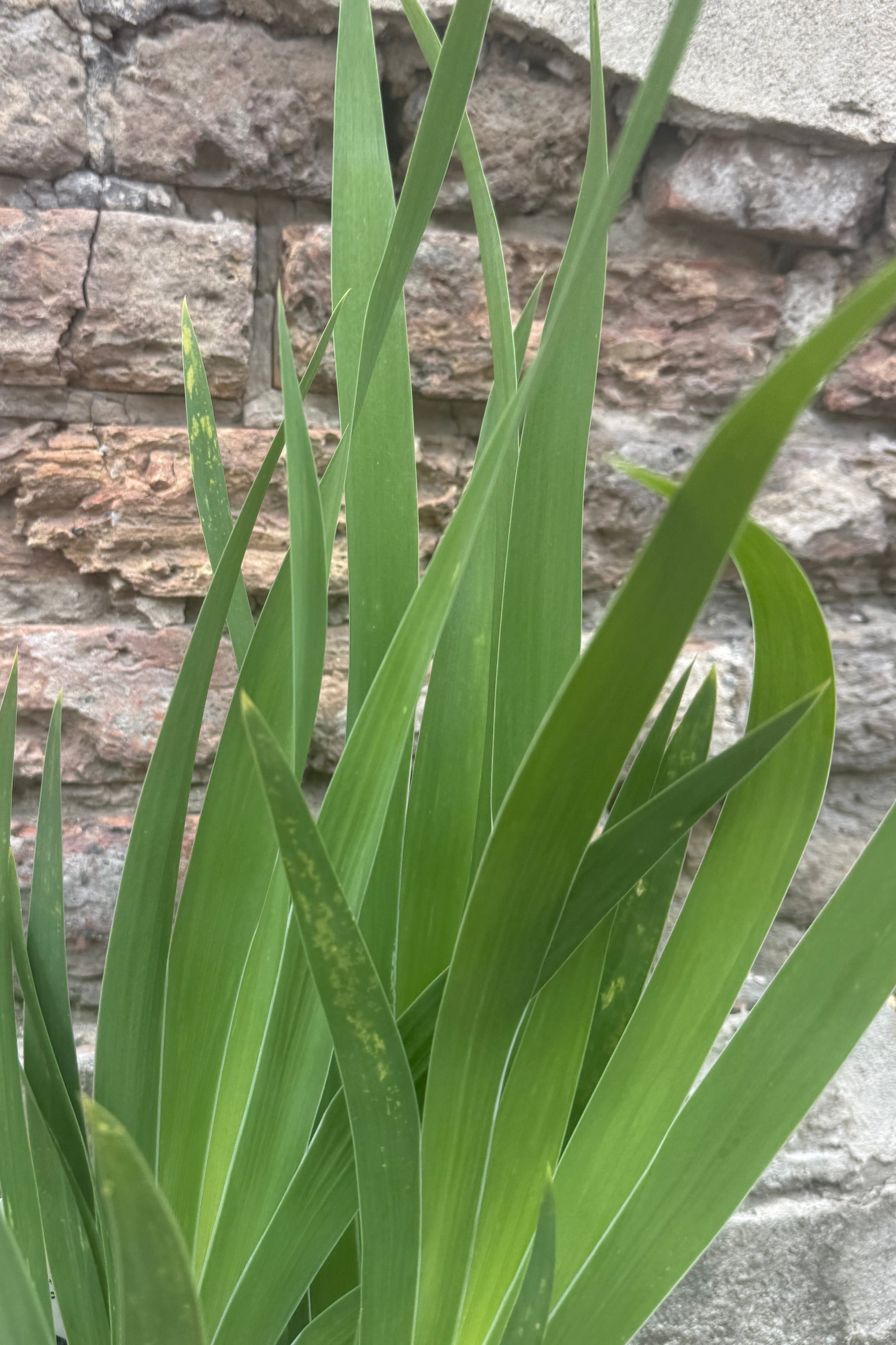 Iris 'Bumblebee Deelite' leaves with a textured stone wall background the end of July  ©Sprout Home