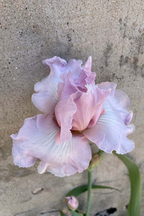Iiris 'Beverly Sills' up close showing the frilly light peach flower the end of May