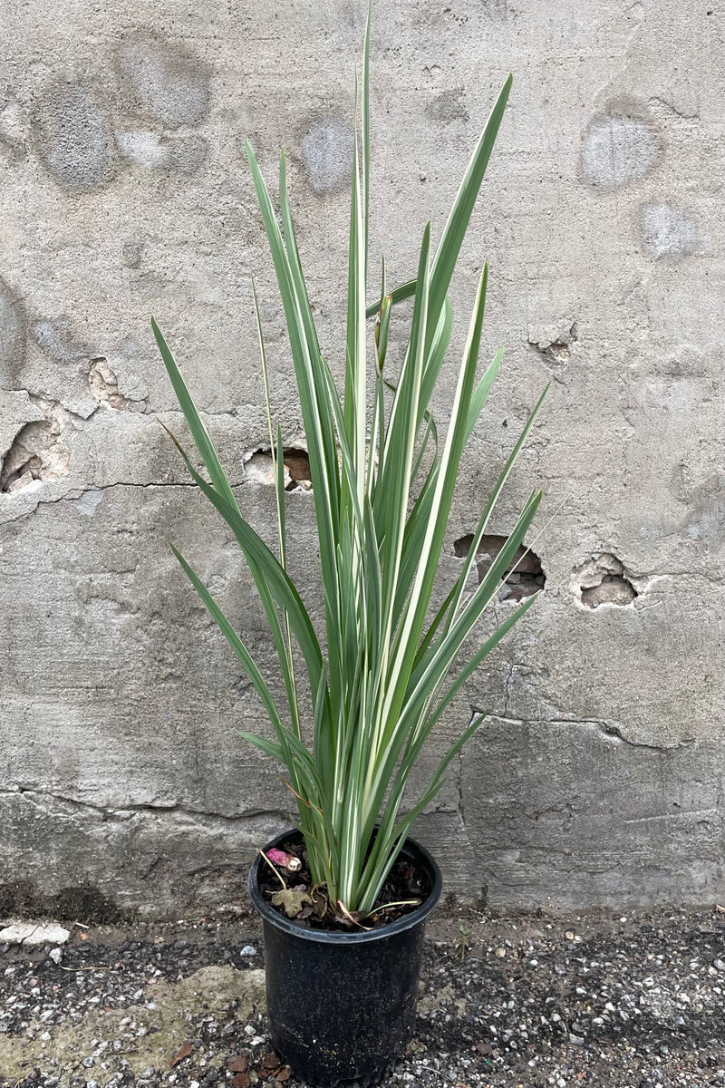 Iris 'Variegata' the middle of July in a #1 growers pot with its striking green and white striped leaves standing high above the pot.