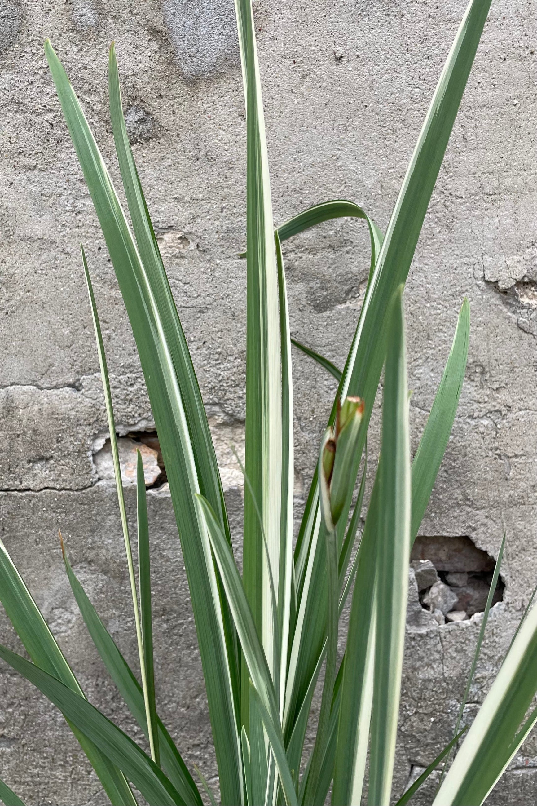 A close up picture of the green and white striped leaves of Iris 'Variegata' the middle of July ©Sprout Home