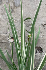 A close up picture of the green and white striped leaves of Iris 'Variegata' the middle of July