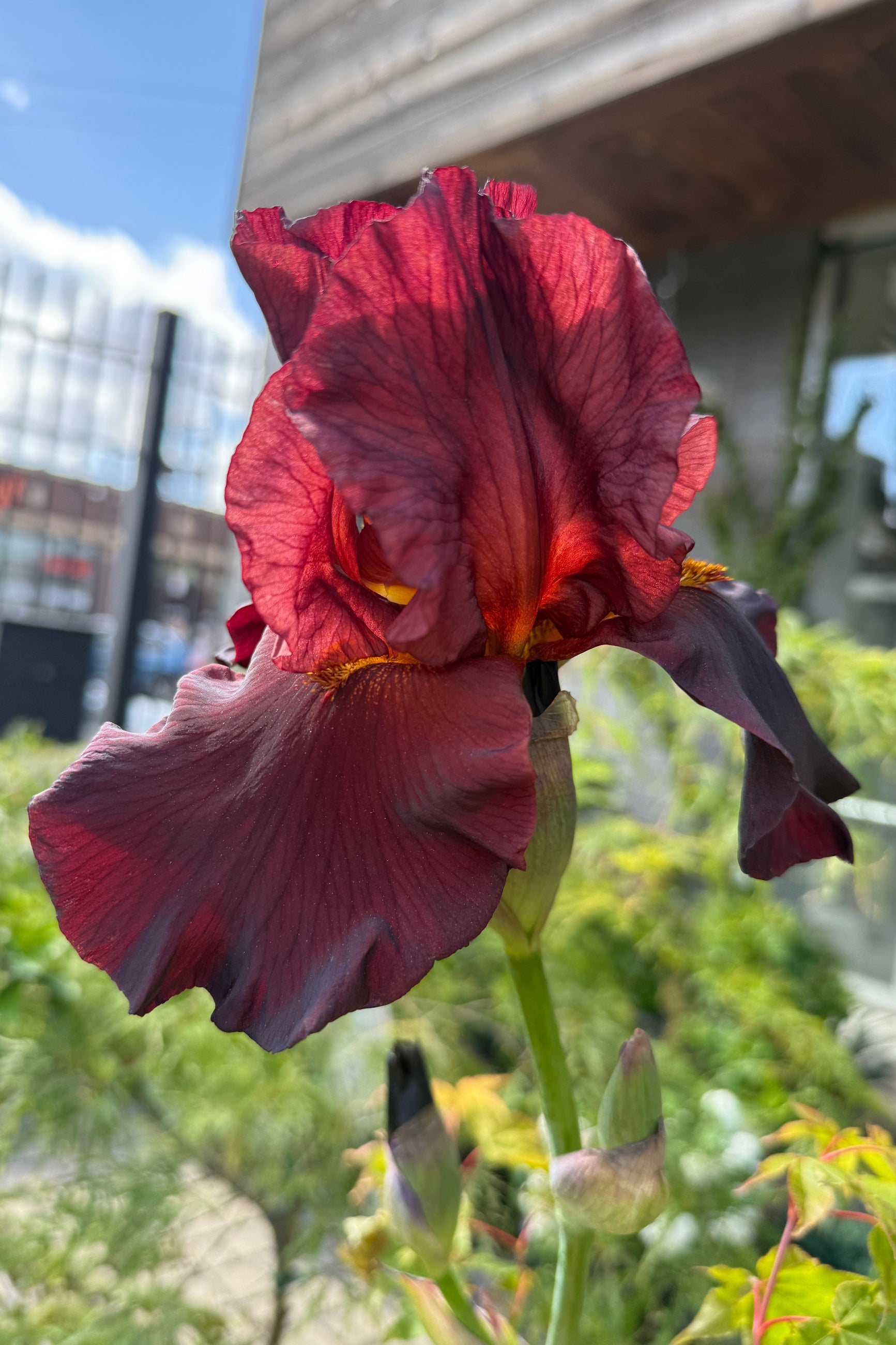 Iris g. 'War Chief' dark brown red flower beginning/ mid may ©Sprout Home