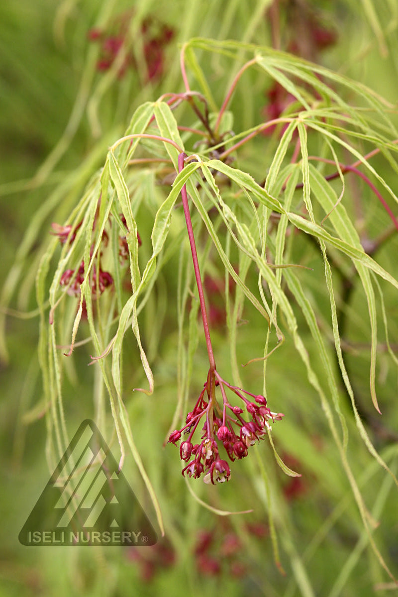 he delicate pink and white flower hanging on an Acer 'Koto no Ito' ©Iseli Nursery
