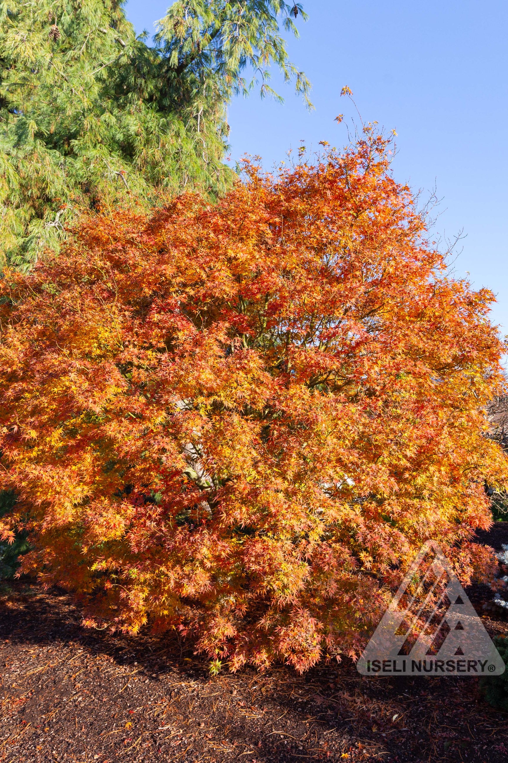 The Acer 'Origami' mature in size in the landscape and exhibiting its fall coloration in shades of orange and deep yellow ©Iseli Nursery