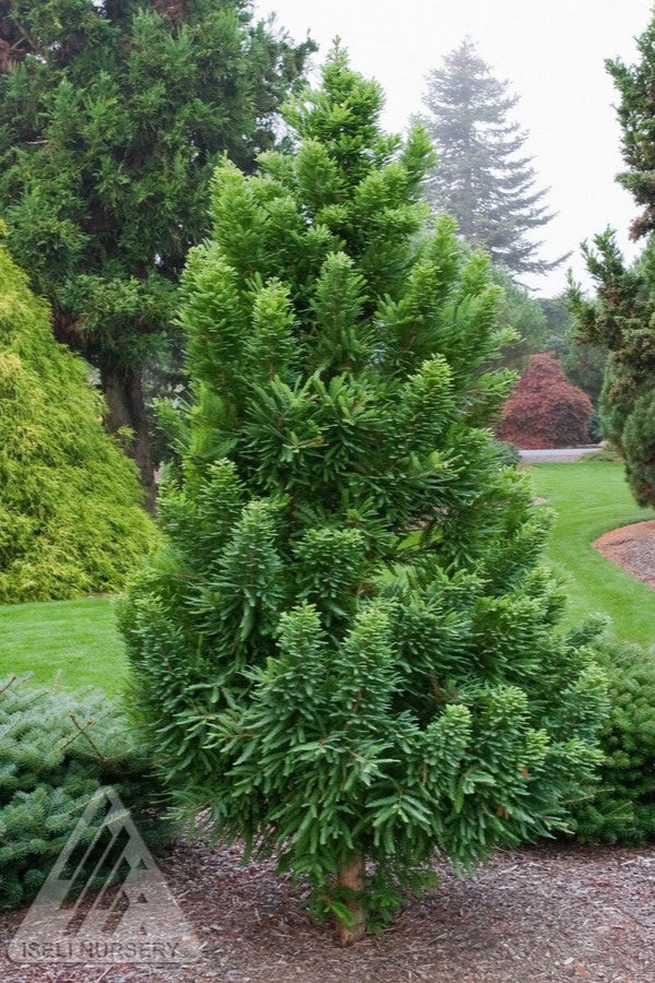 A matur Taxodium 'Peve Minaret' in the landscape at Iseli Nursery©Iseli Nursery