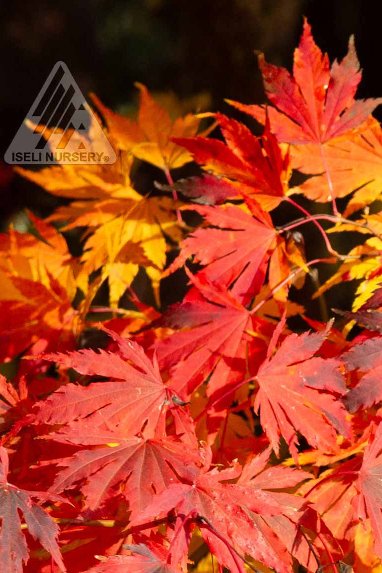 Acer 'Arctic Jade' with fall coloration on the leaves ©Iseli Nursery