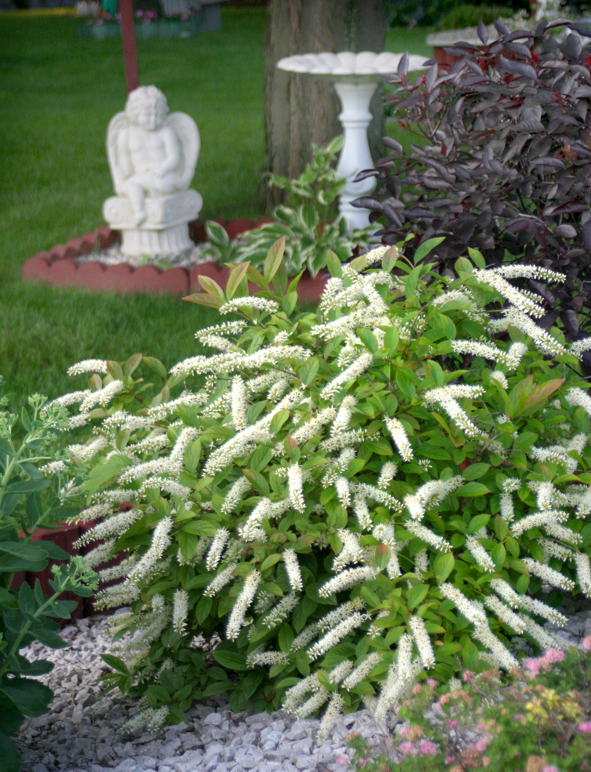 Itea v. 'Little Henry' #5