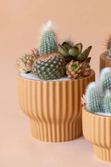 The Presley Pedestal Planter in Ginger potted with succulents by Jungle Club