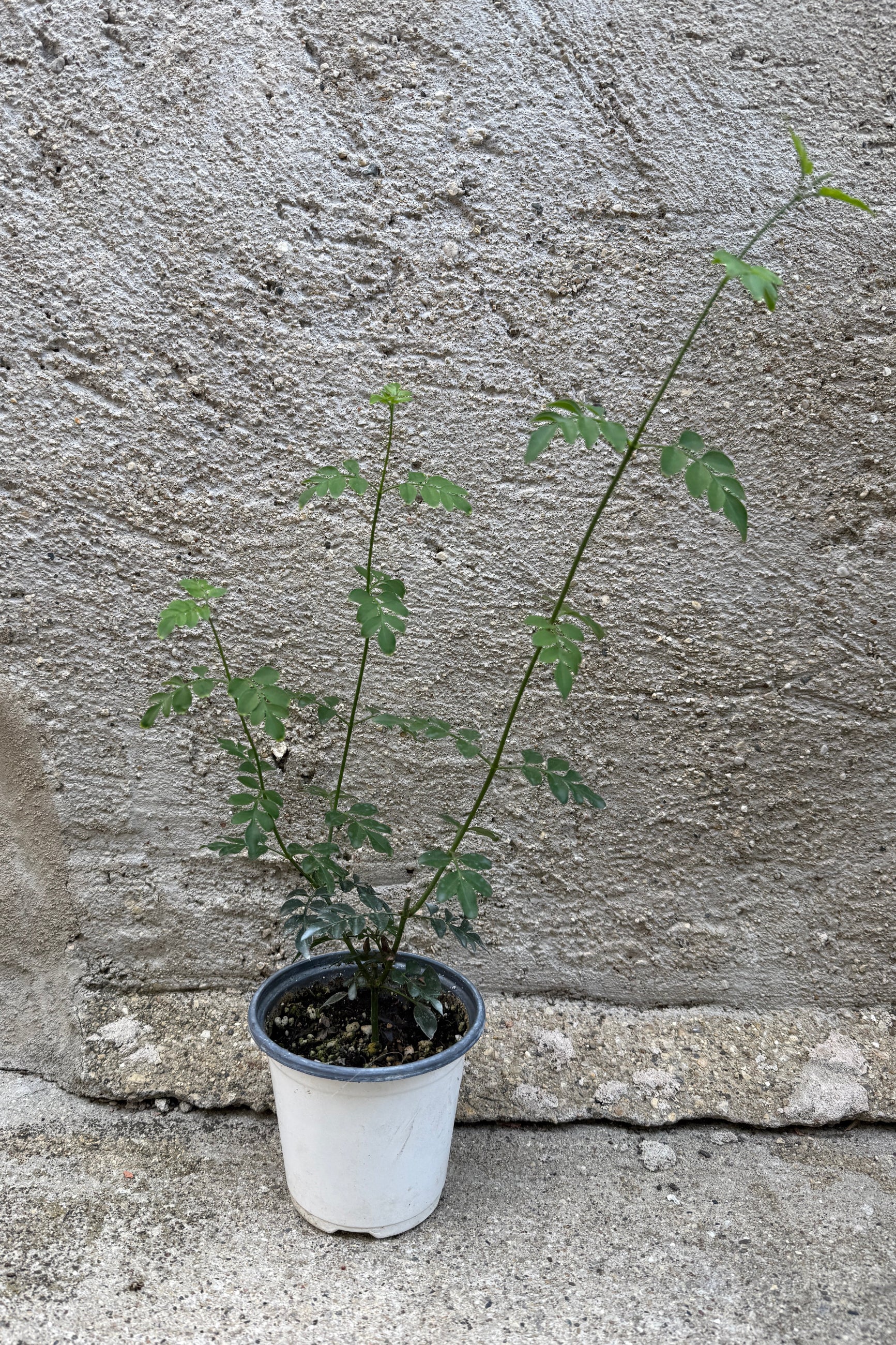 Jasminum grandiflorum in a 4" growers pot against a concrete wall ©Sprout Home