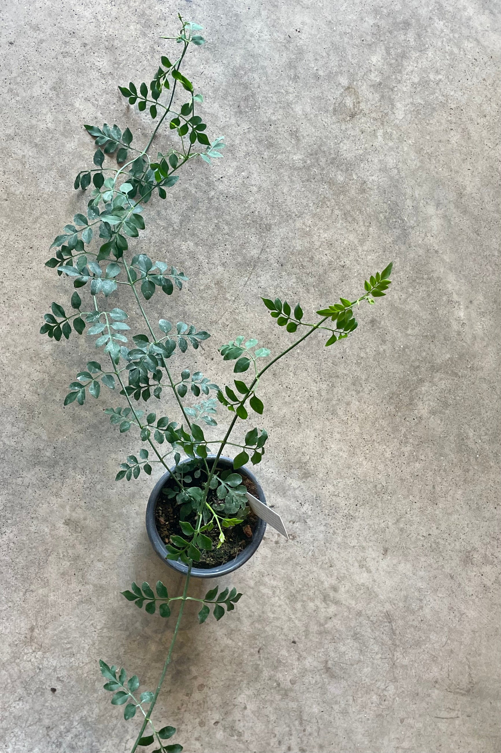 Jasminum grandiflorum green vines and leaves in a growers pot against a gray wall. ©Sprout Home