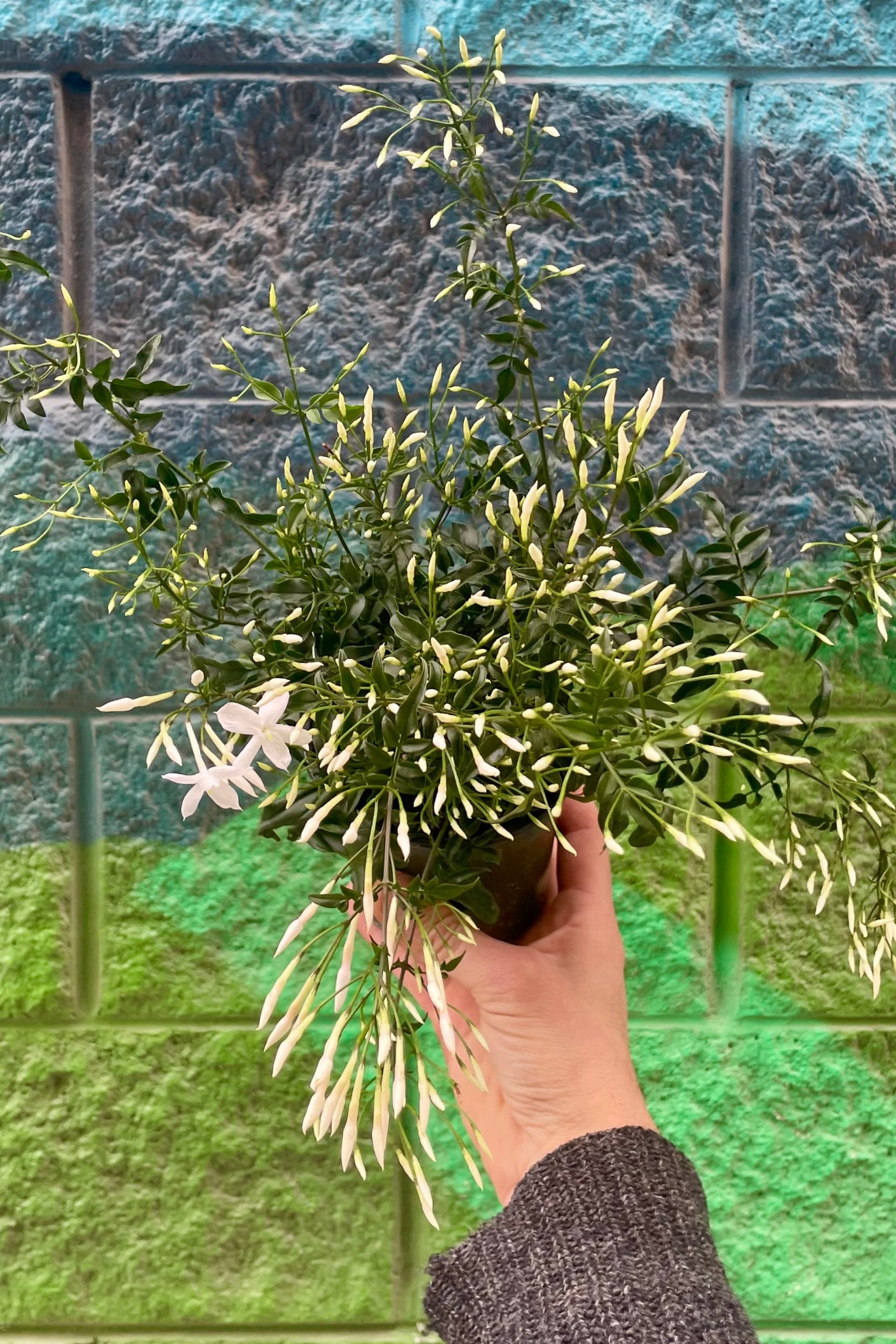 A hand holds a jasmine vine in front of a blue and green painted wall ©Sprout Home