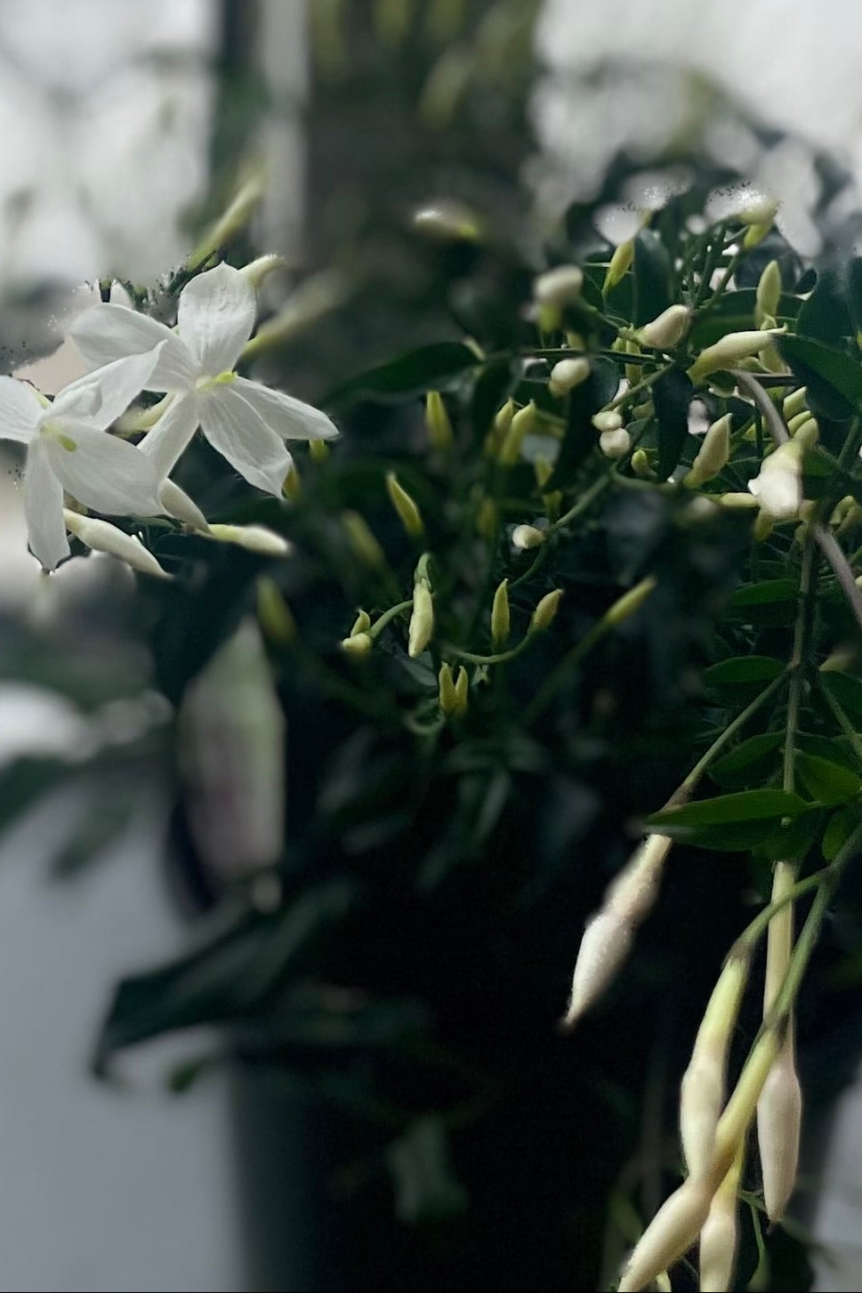White Jasmine flowers in front of a window ©Sprout Home