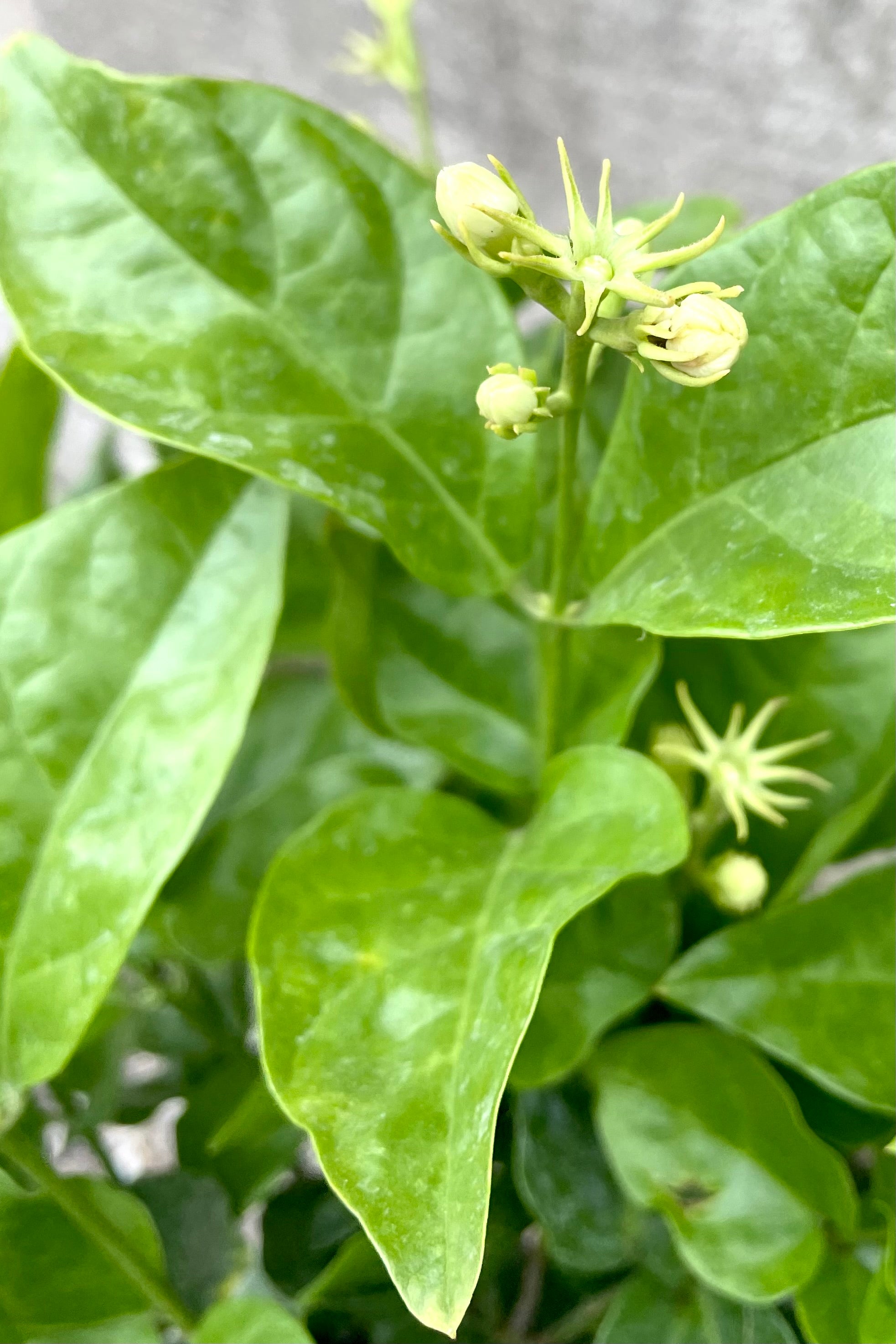 A detailed view of the leaves and blooms of Jasminum sambac 6" against concrete backdrop