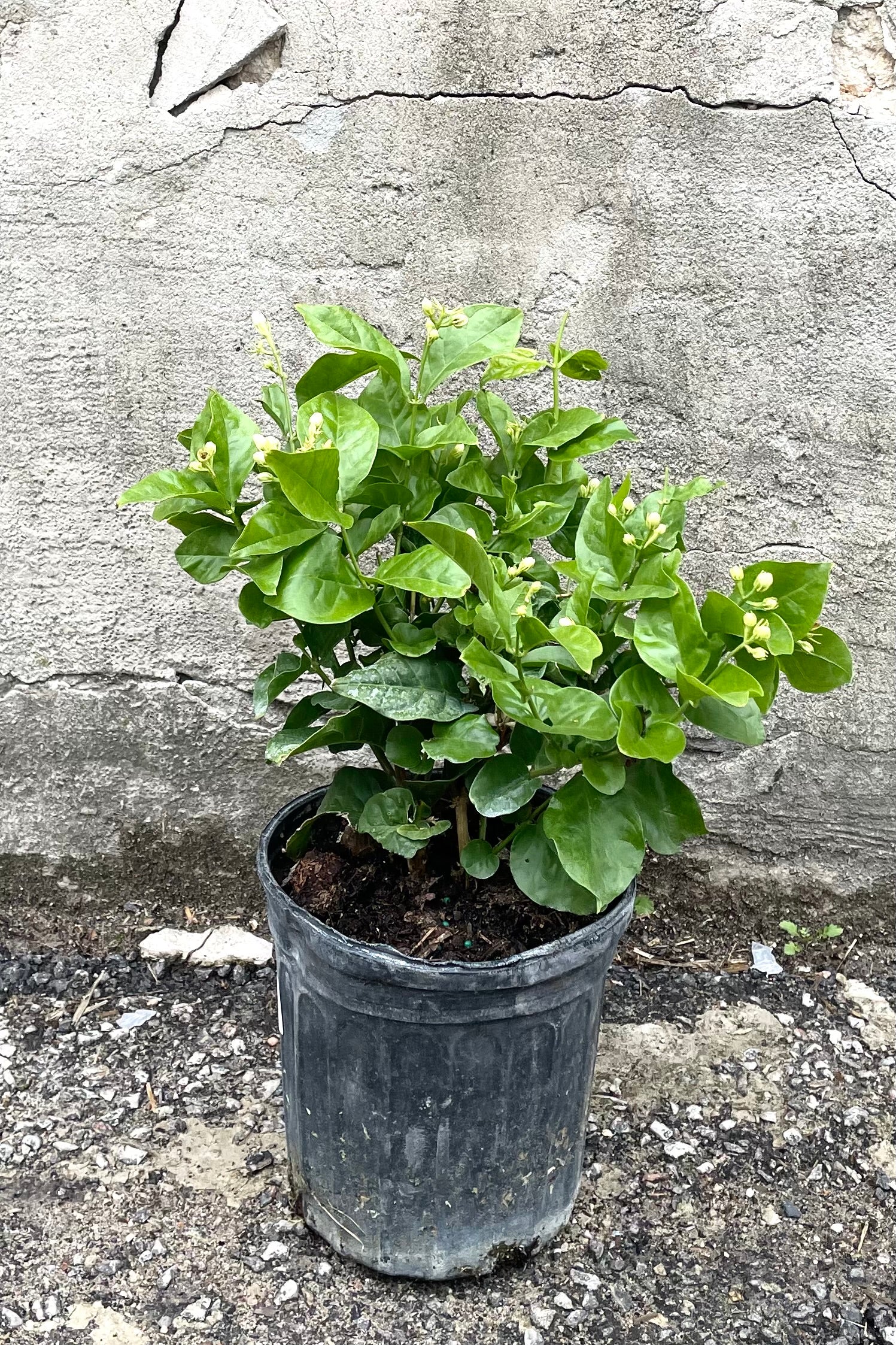 A full view of Jasminum sambac 6" in gallon pot against concrete backdrop