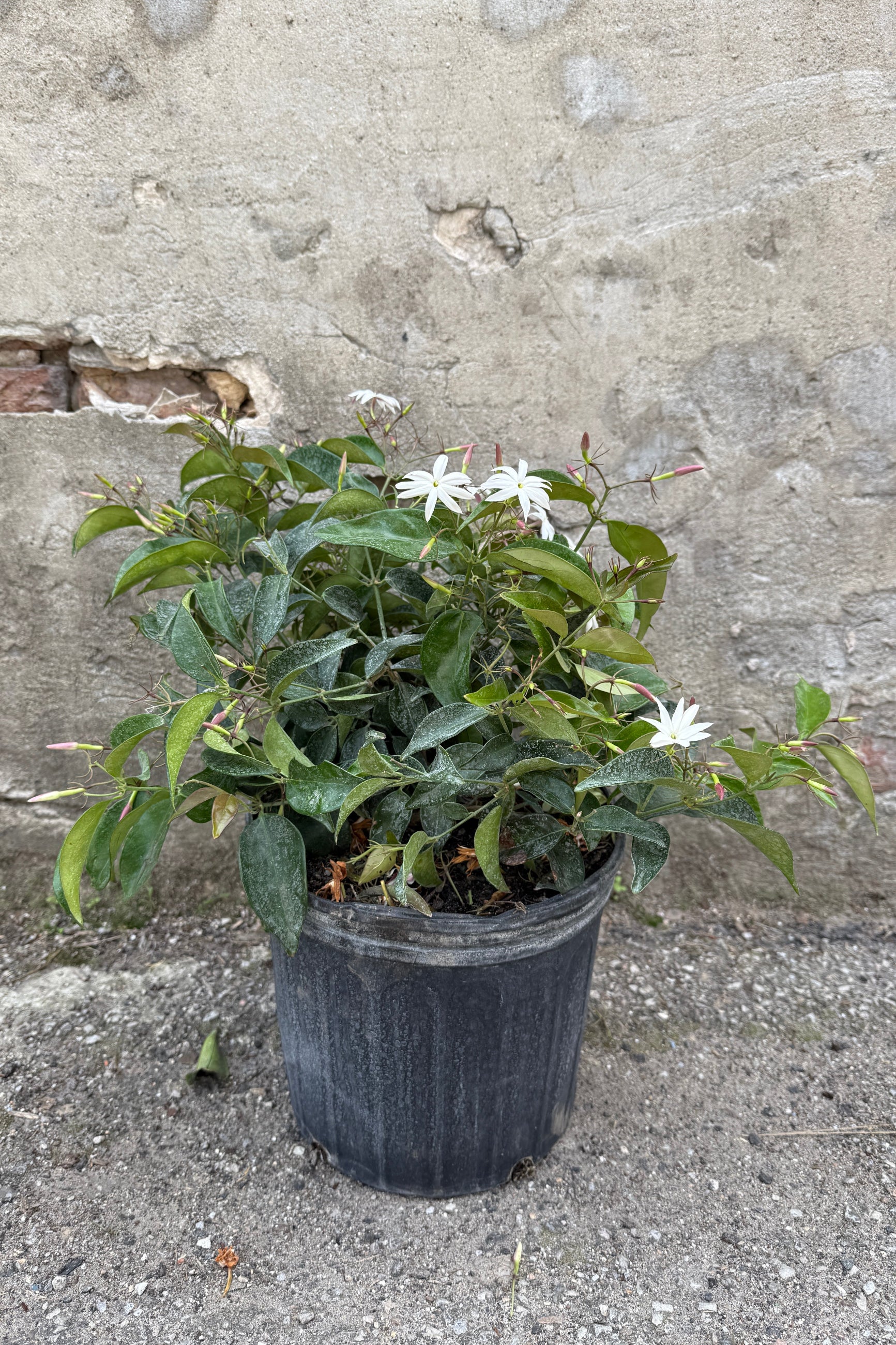 Jasminum nitidum in bloom and potted in a 10" growers pot ©Sprout Home