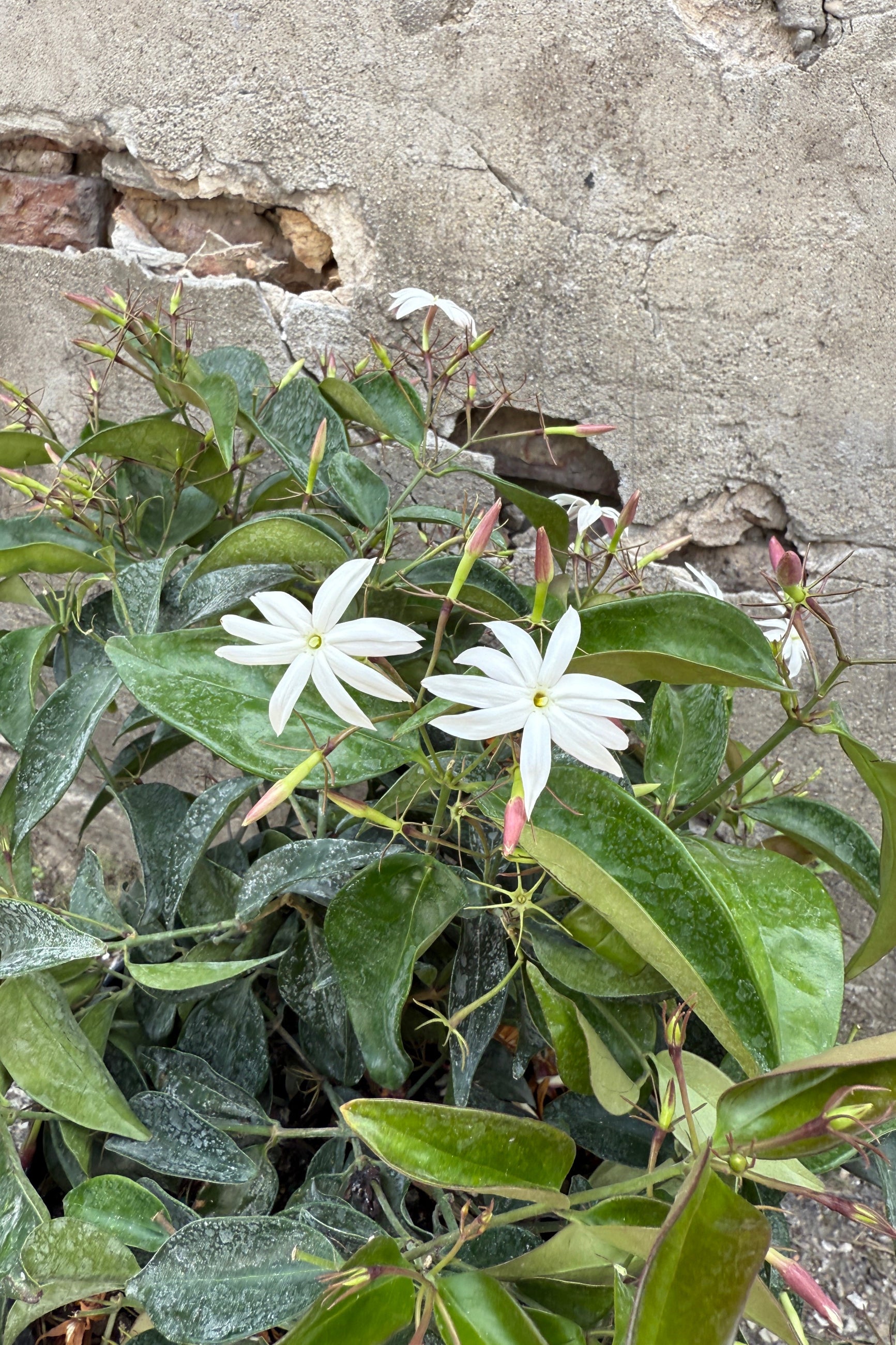Jasminum nitidum in bloom and close up on the flowers ©Sprout Home