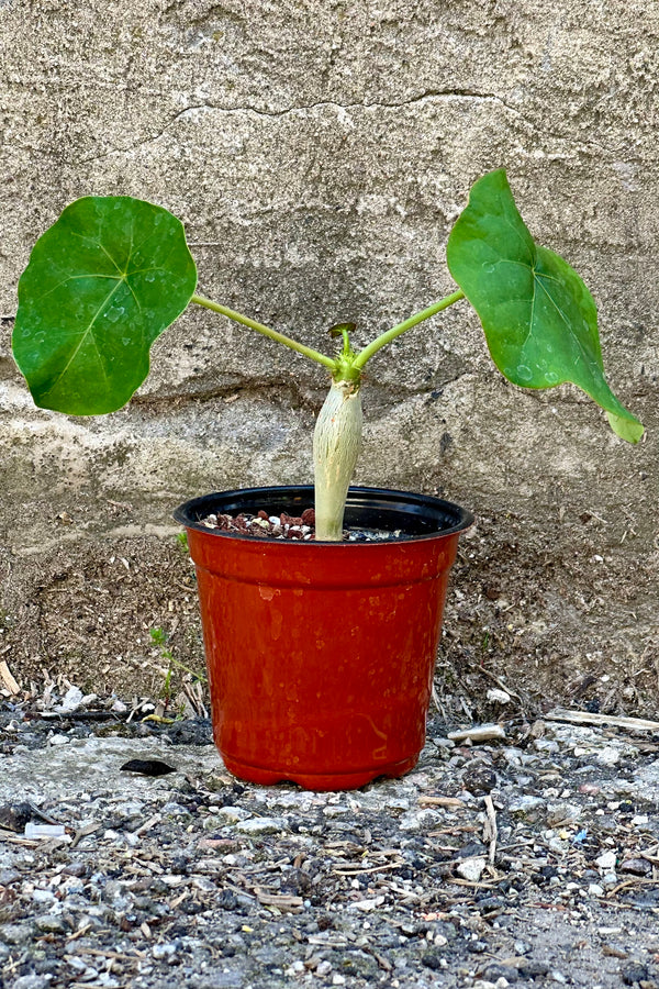Jatropha podagrica plant in a 4" growers pot with two leaves against a concrete wall at Sprout Home.