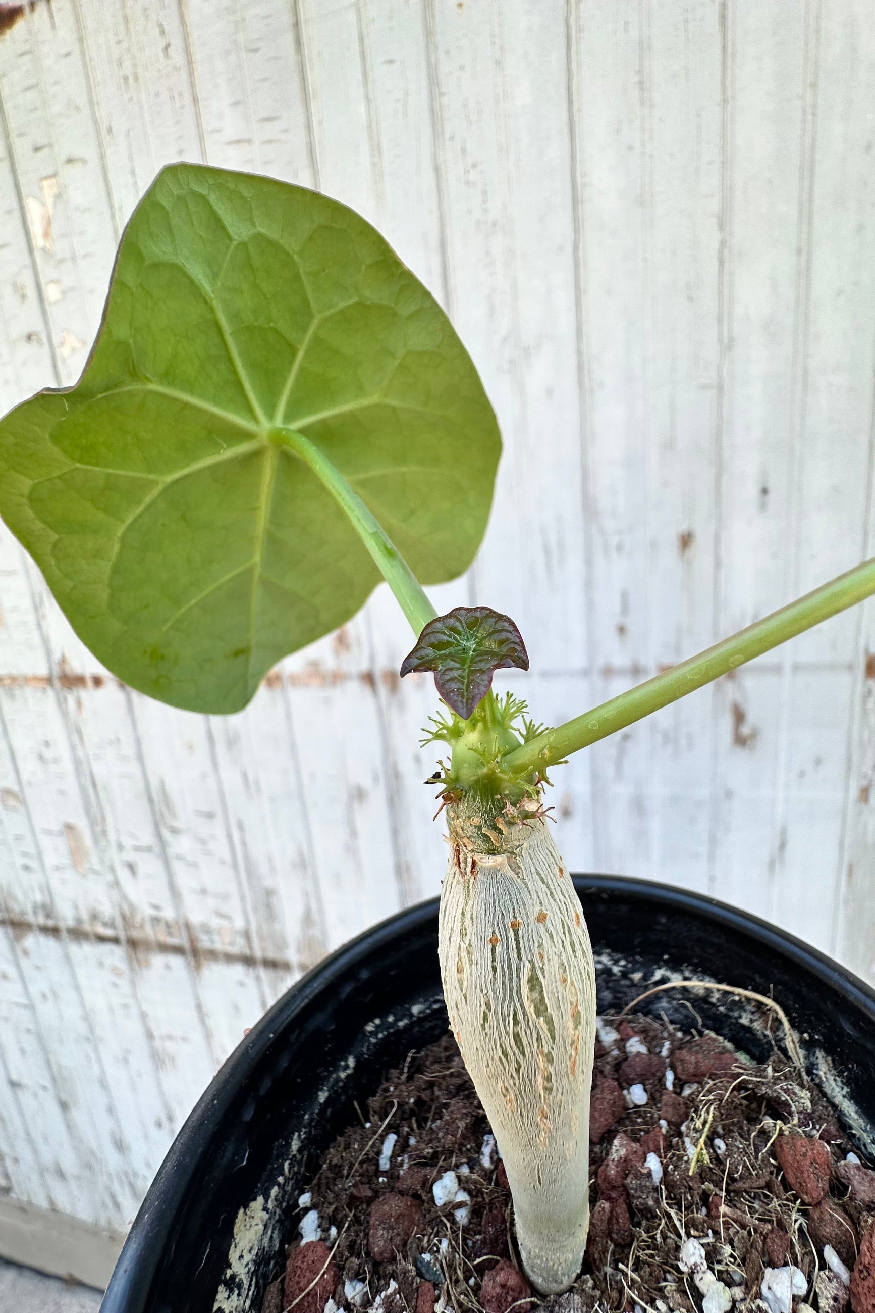Detail of the fresh leaves above the caudex on the Jatropha podagrica ©Sprout Home