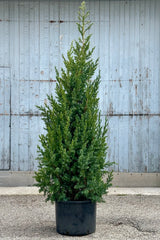 Juniperus x 'Star Power' in a #6 growers pot standing tall, the end of April, in front of a gray wood wall. 