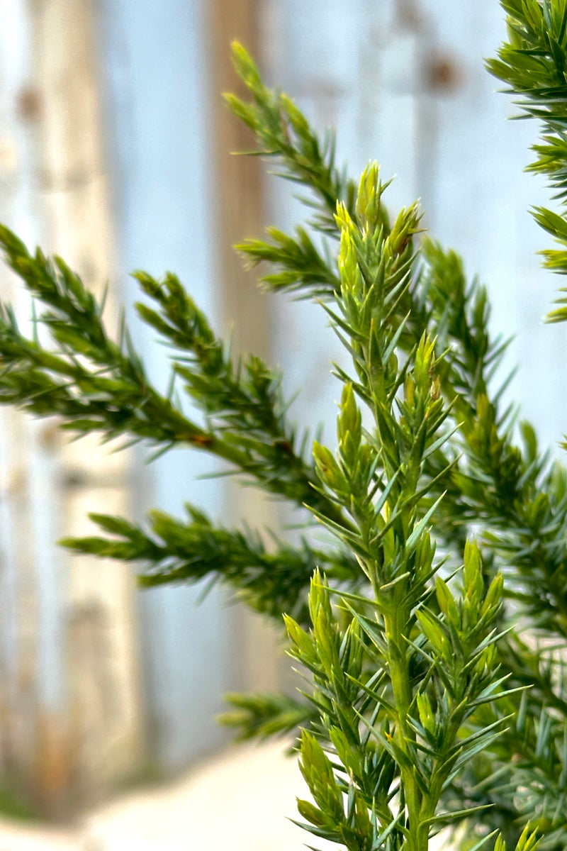 Detail of the blue green needles of the Juniper's x 'Star Power' the end of April 