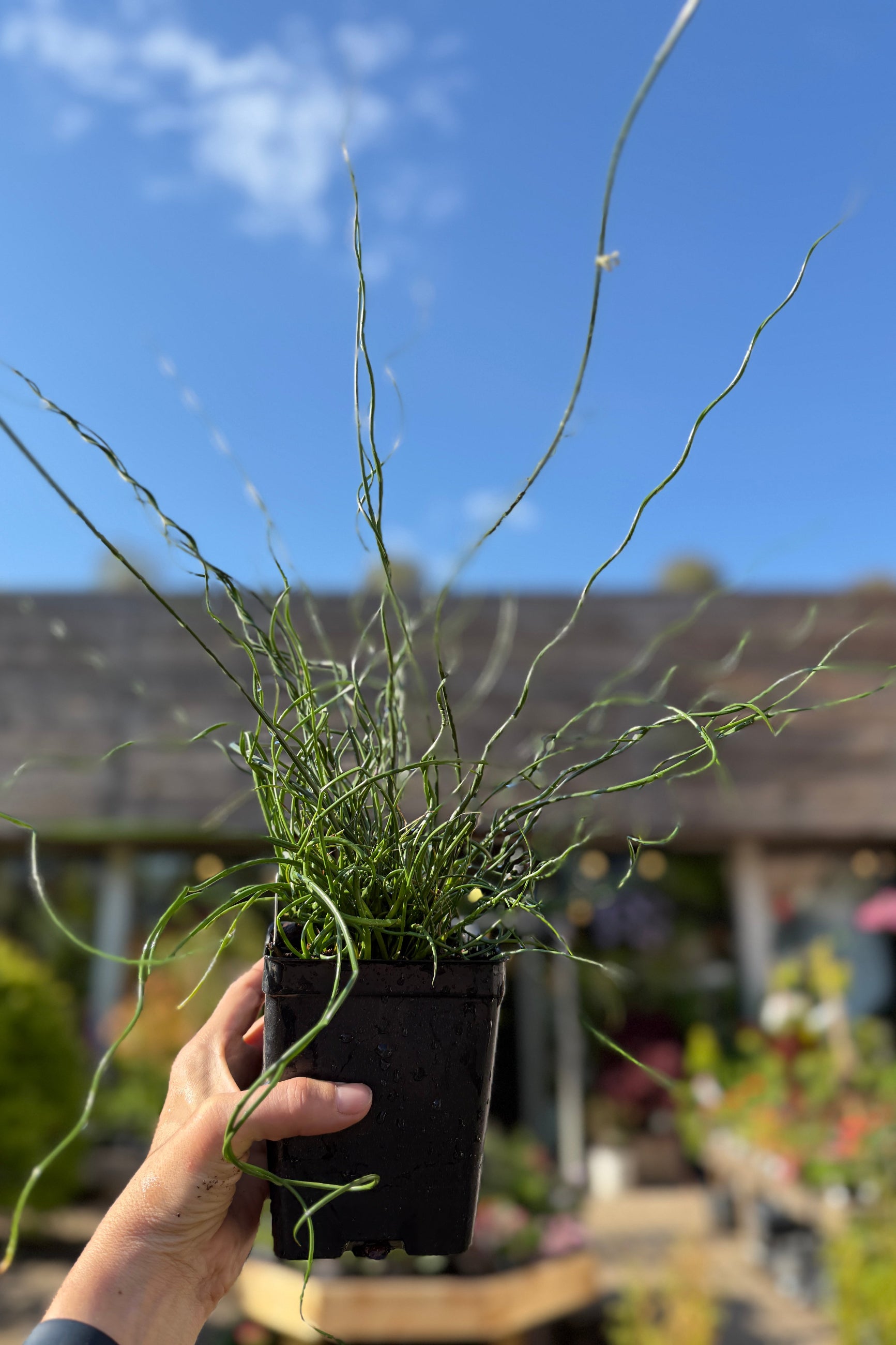 Juncus 'Big Twister' in a 4.5" growers pot being held in hand against the sky ©Sprout Home