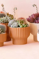 The Presley Pedestal Planter in Ginger potted with succulents by Jungle Club