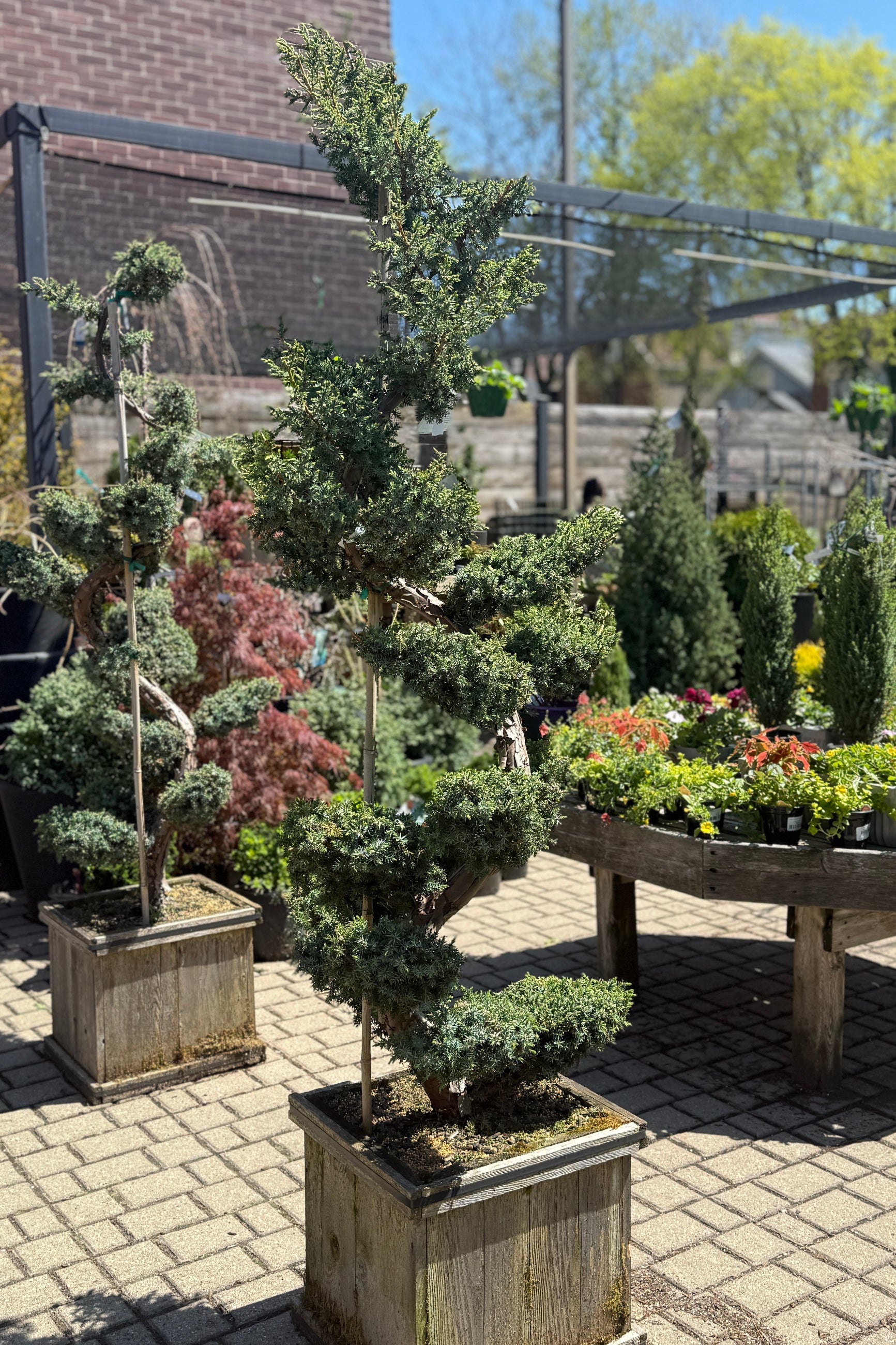 Juniperus chinensis 'Blue Alps' Sculpted #15 at SPROUT HOME