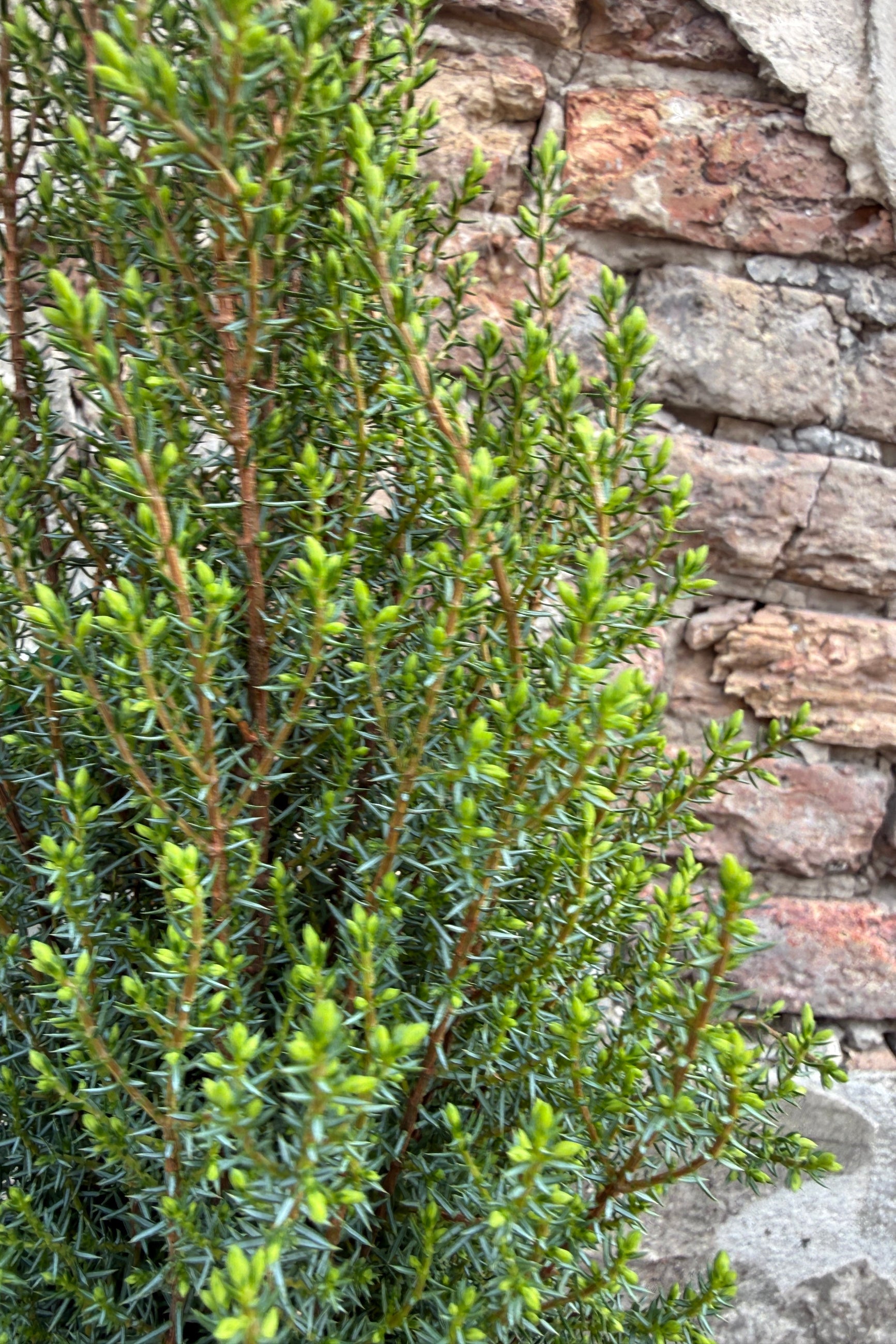 up close detail of a Juniperus c. 'Miniature' in the spring ©Sprout Home