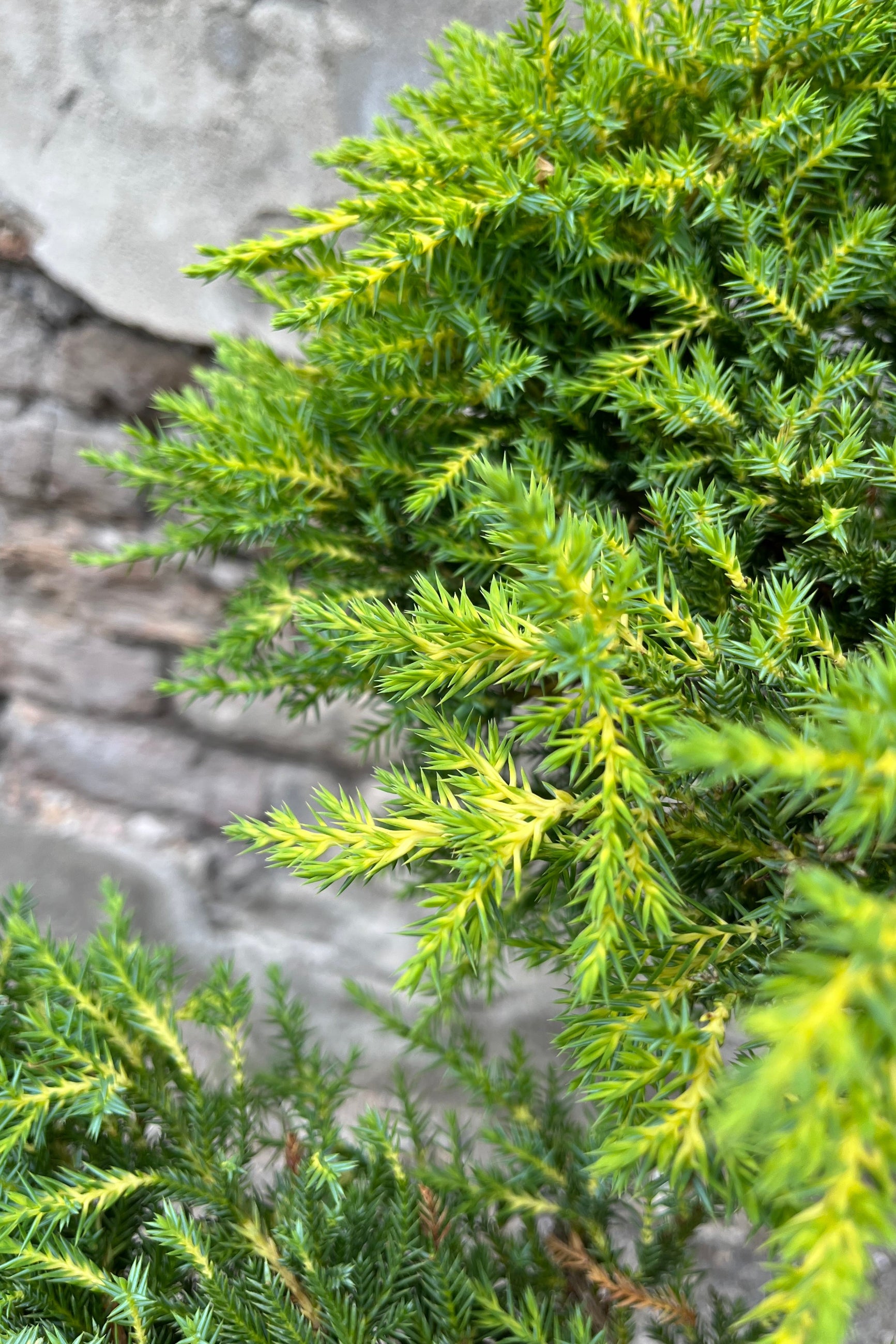 The needled ends of the Juniper's 'Daub's Frosted' the end of June. ©Sprout Home