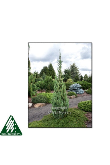 Advertisement for Trautman Juniper with text and image of the plant in a garden setting. ©Iseli Nursery