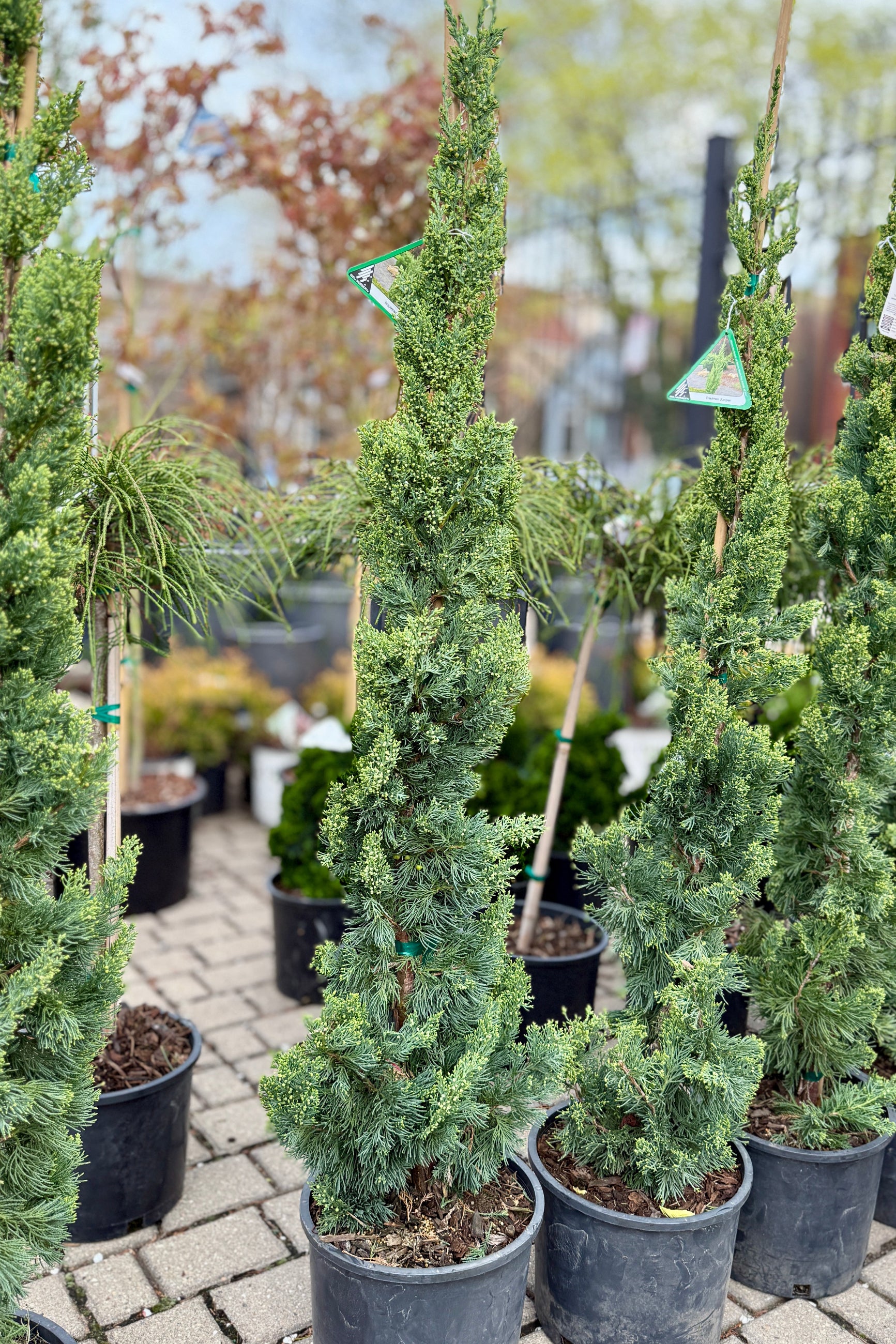 Potted Juniperus c. 'Trautman' trees in #3 growers pots at Sprout Home garden center setting ©Sprout Home