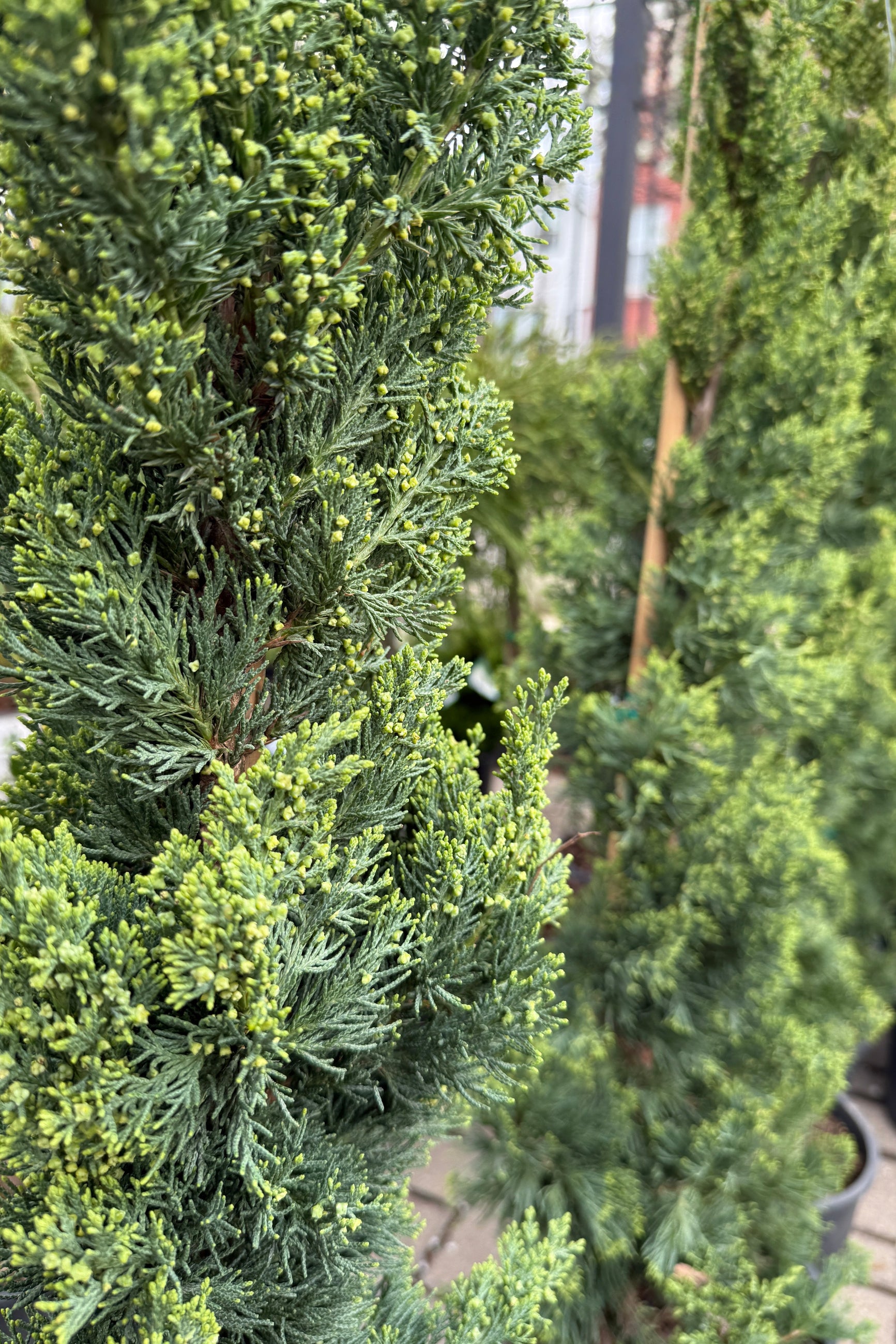 Close-up of a Juniperus c. 'Trautman' with a blurred background ©Sprout Home