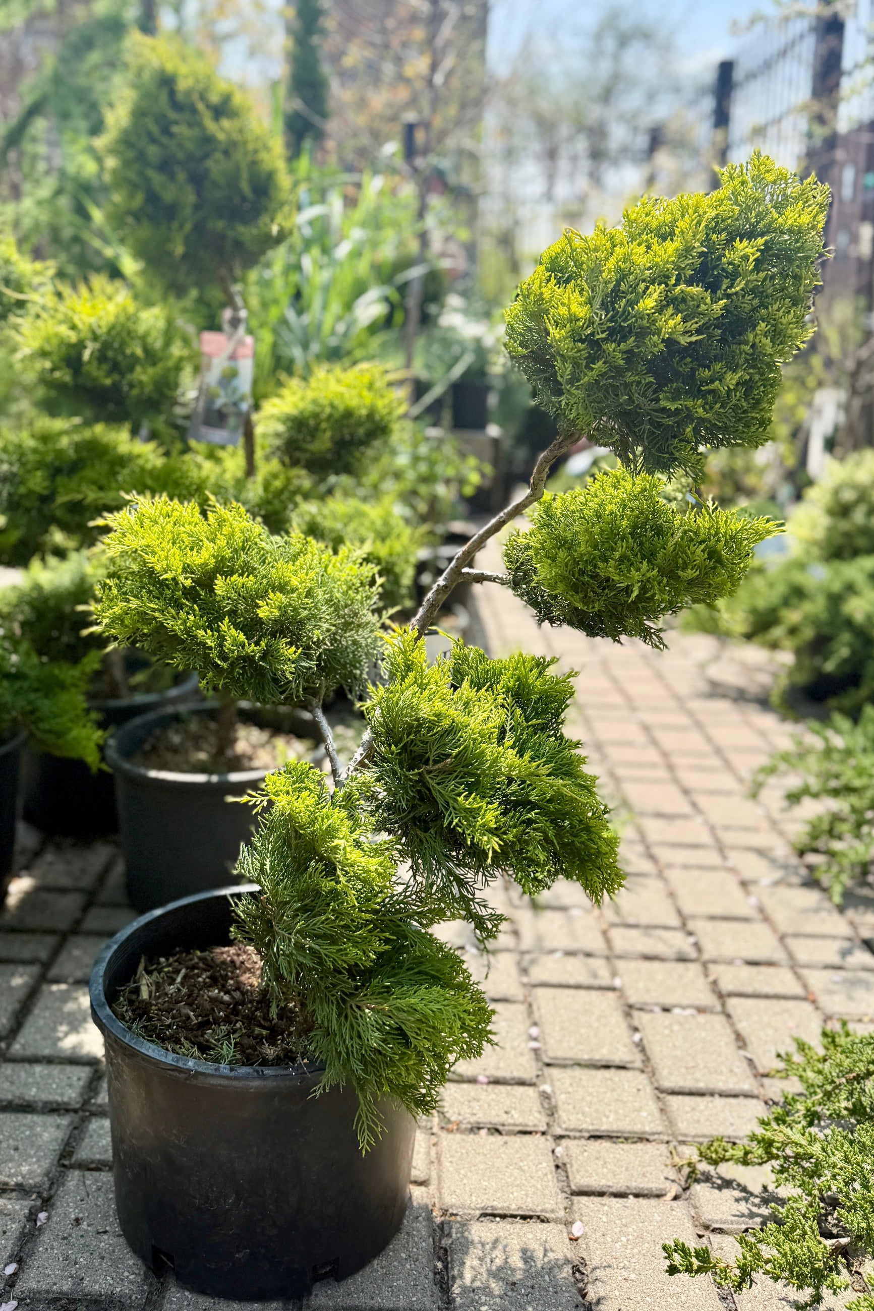 Potted Juniperus x 'Old Gold' Pom Pom  plants in #6 growers pots the end of April on a stone pathway with greenery in the background ©Sprout Home