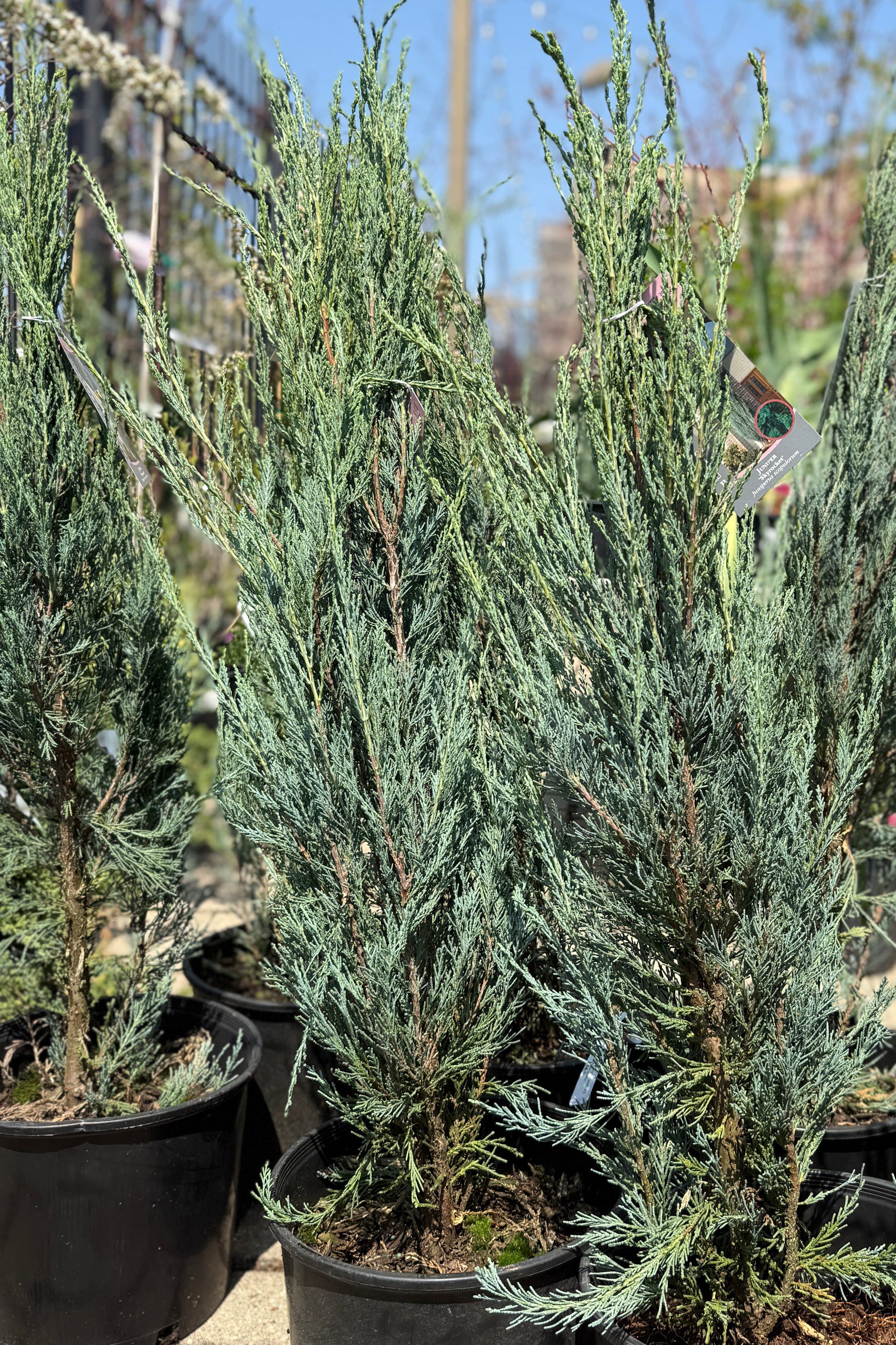 Juniperus 'Skyrocket' plants in #3 growers pots showing off their verticality in early Spring ©Sprout Home