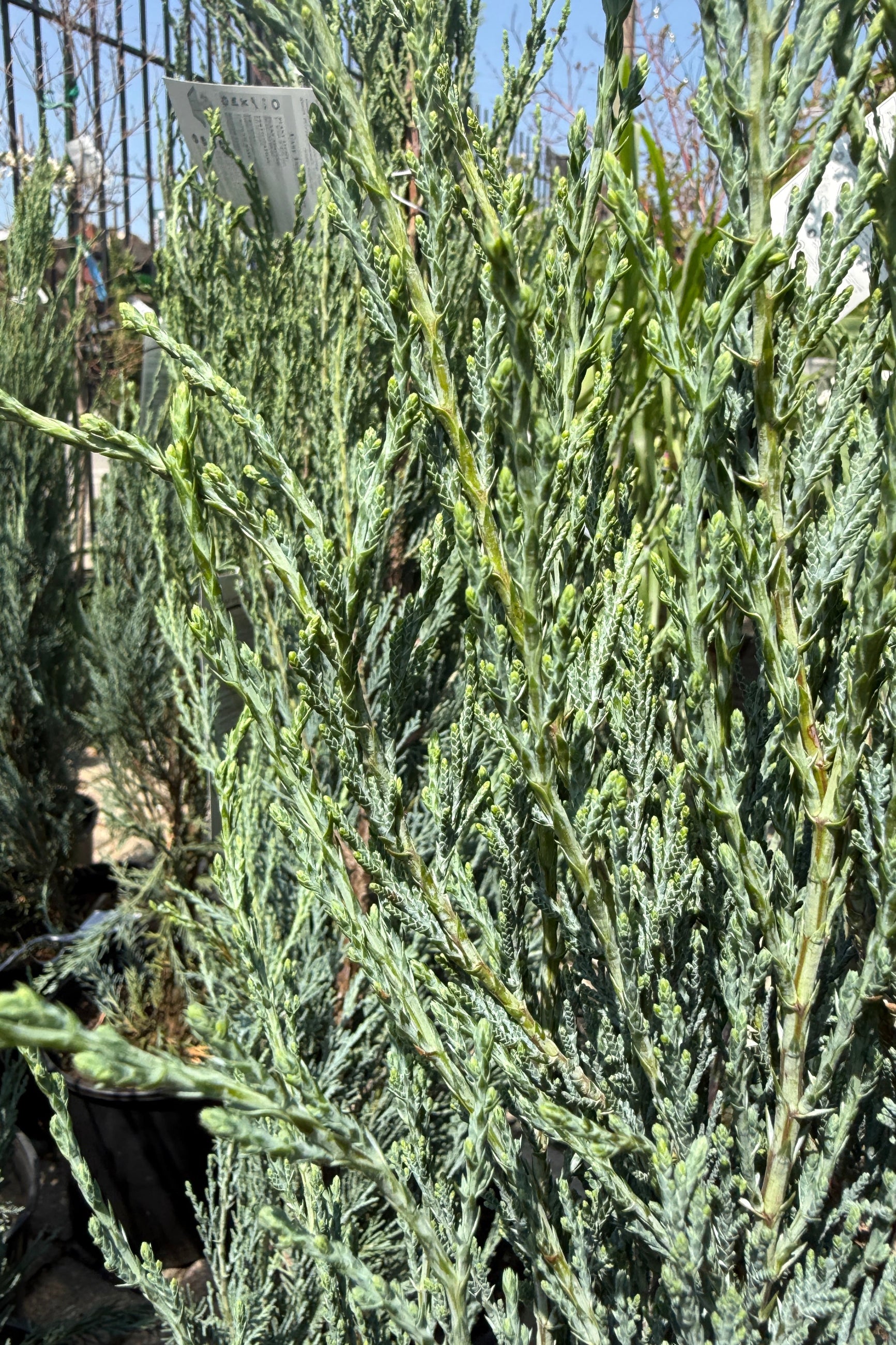 Close-up of a Juniperus 'Skyrocket' with needle-like leaves the end of April ©Sprout Home