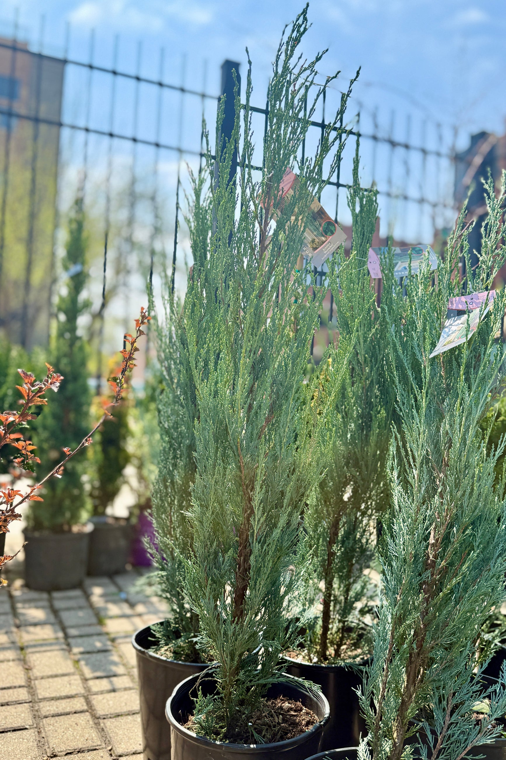 Potted coniferous Juniperus 'Skyrocket' in #3 growers pots the end of April at Sprout Home with a fence and buildings in the background ©Sprout Home