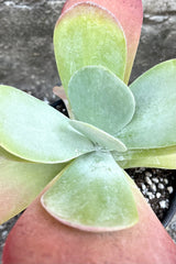 A detailed view of Kalanchoe thrysiflora 6" against concrete backdrop