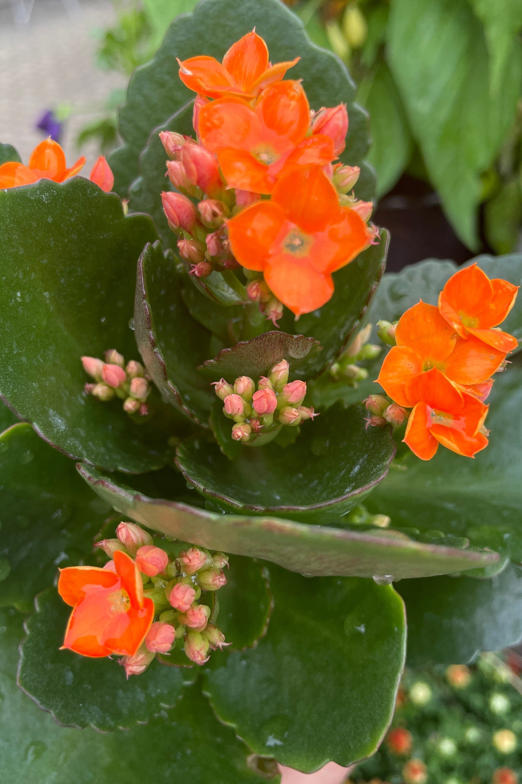 a close up of an orange flowering Kalanchoe in bloom the end of August at Sprout Home.  ©Sprout Home