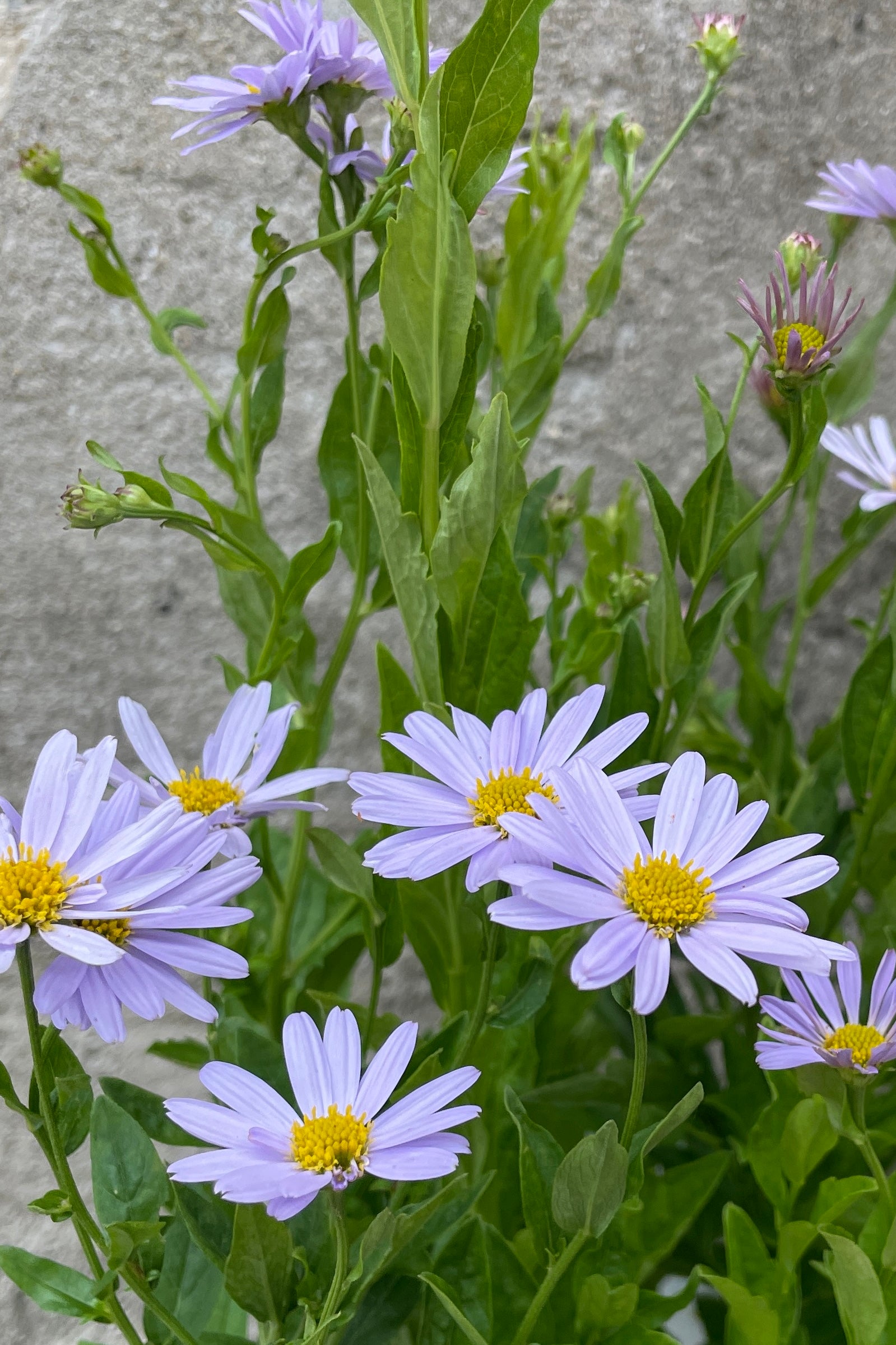 The blue purple aster flowers of Kalimeris 'Blue Star' the end of May ©Sprout Home