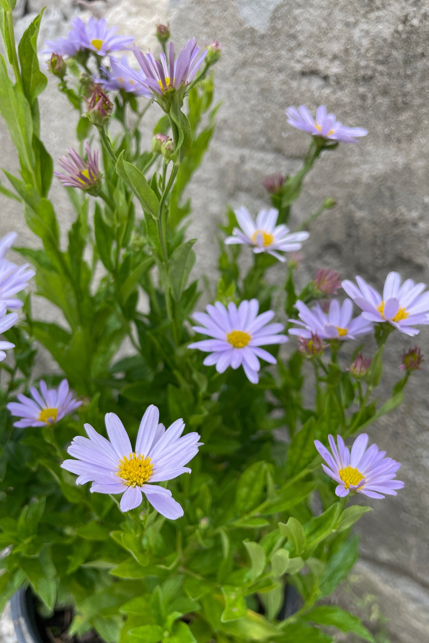 Up close detail of the light purple blue flowers of the 'Blue Star' aster the end of May ©Sprout Home