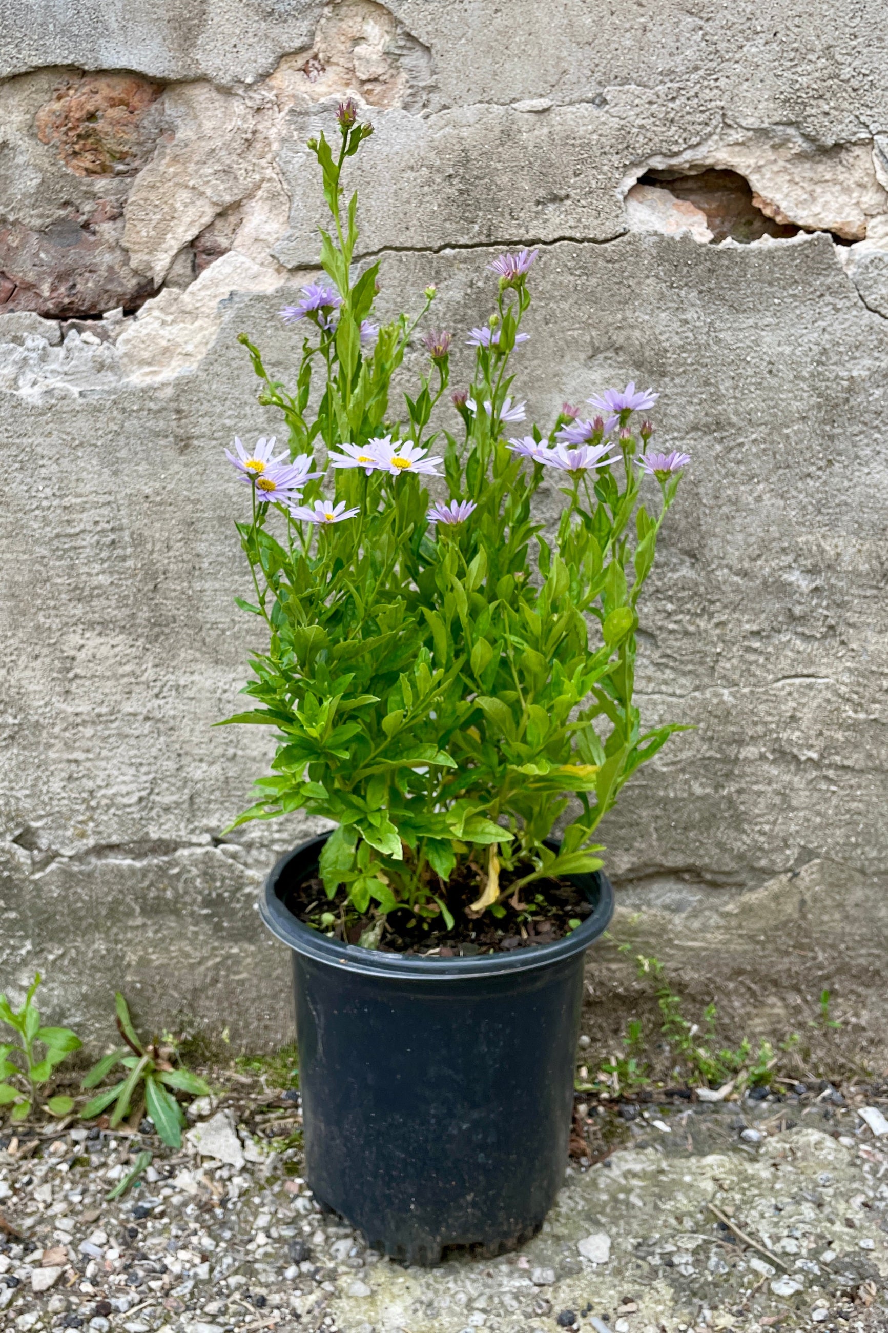 Kalimeris 'Blue Star' in a #1 growers pot the end of May in bud and bloom. ©Sprout Home