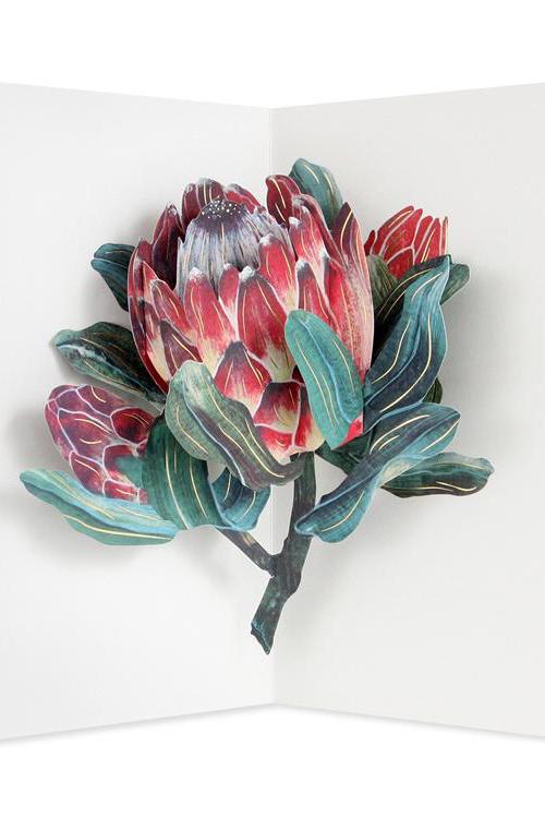 Protea pop up card open and showing the 3D flower.