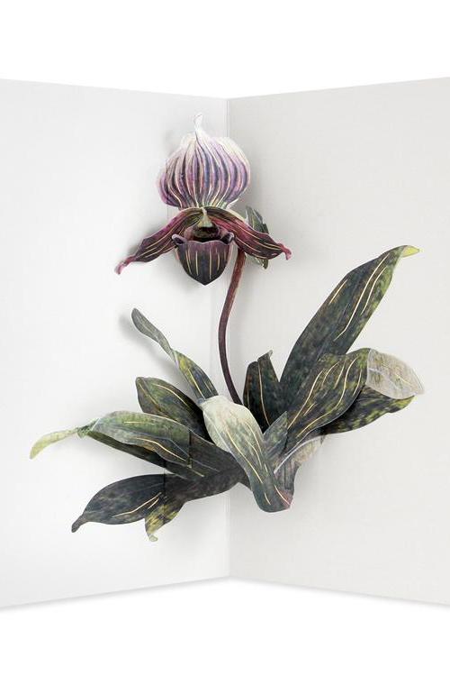 The Lady slipper pop up card opened and showing the lady slipper