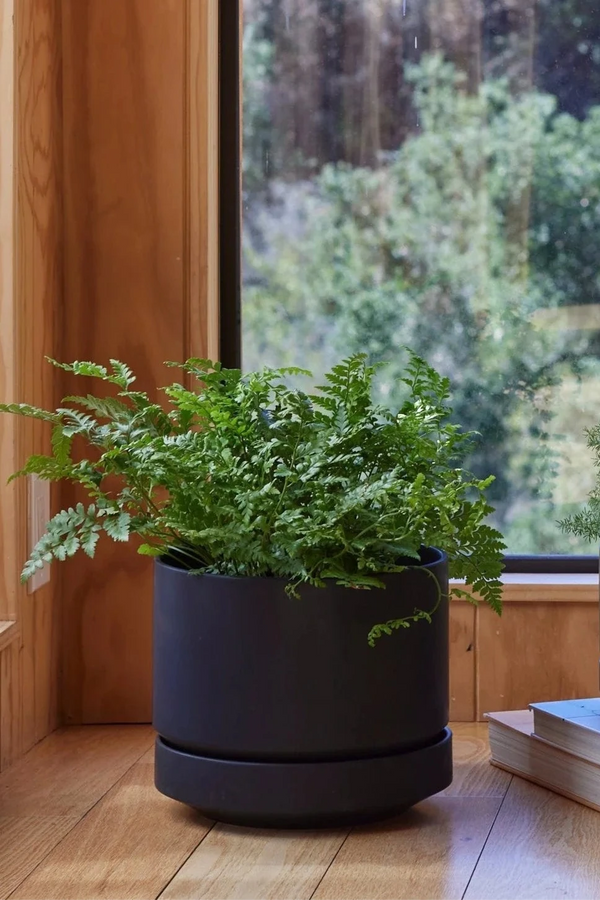 LBE Design Revival Ceramics Black Round Two planter potted with a fern and in a room with a wood floor and walls and a large window. 