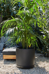 LBE Design Solid Goods cylinder planter and saucer in black potted with a palm in an outdoor courtyard with a sofa behind it.