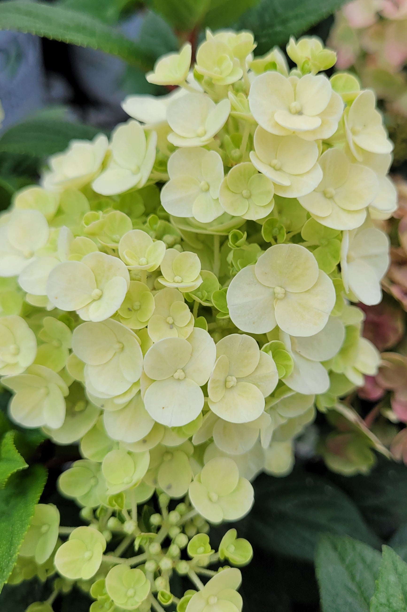 The open flowers in cream of the Hydrangea 'Qick Fire' ©Lincoln Nurseries