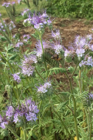 a bed of Lacy Phacelia in bloom with bees by Hudson Valley Seed Company