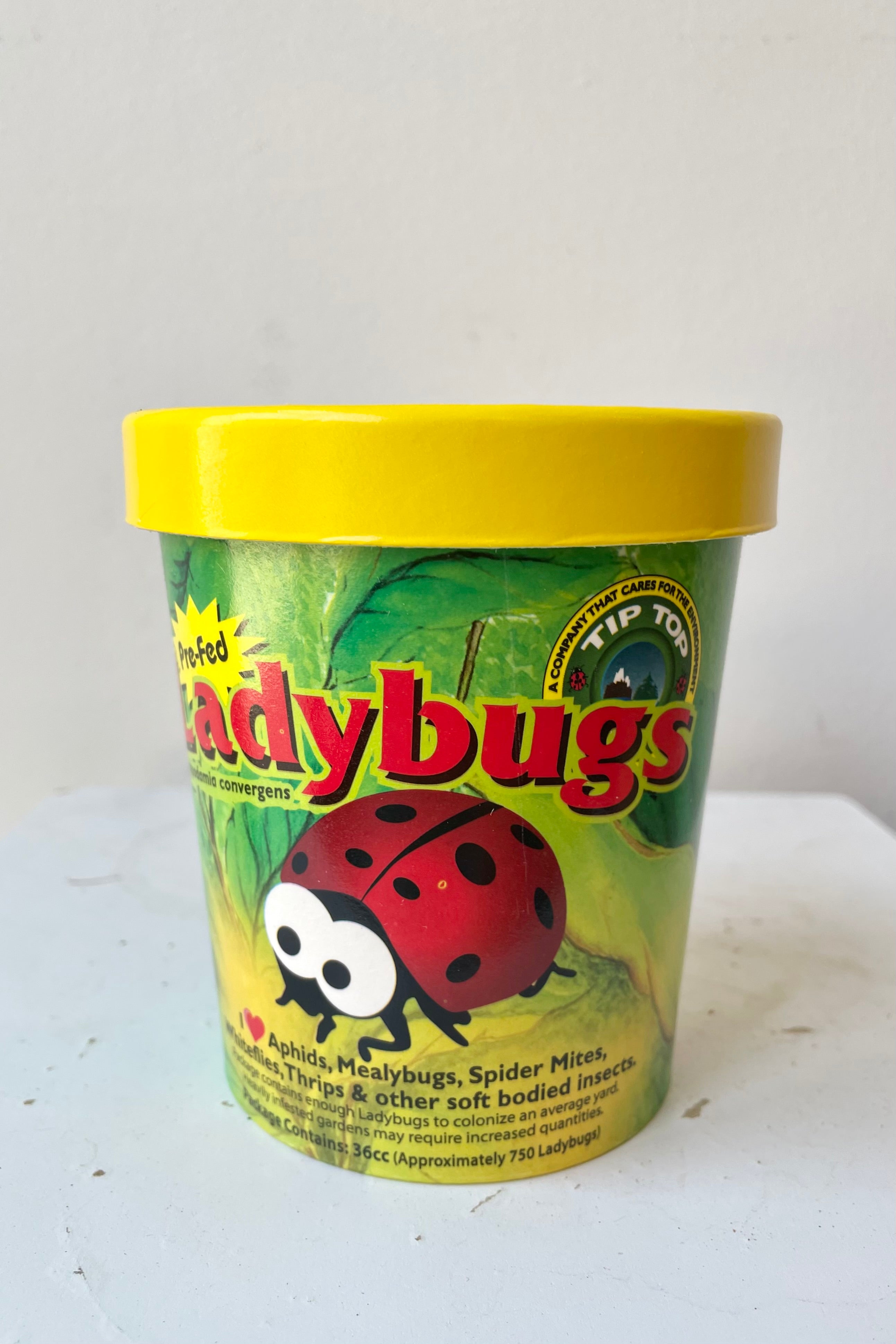 A container full of ladybugs